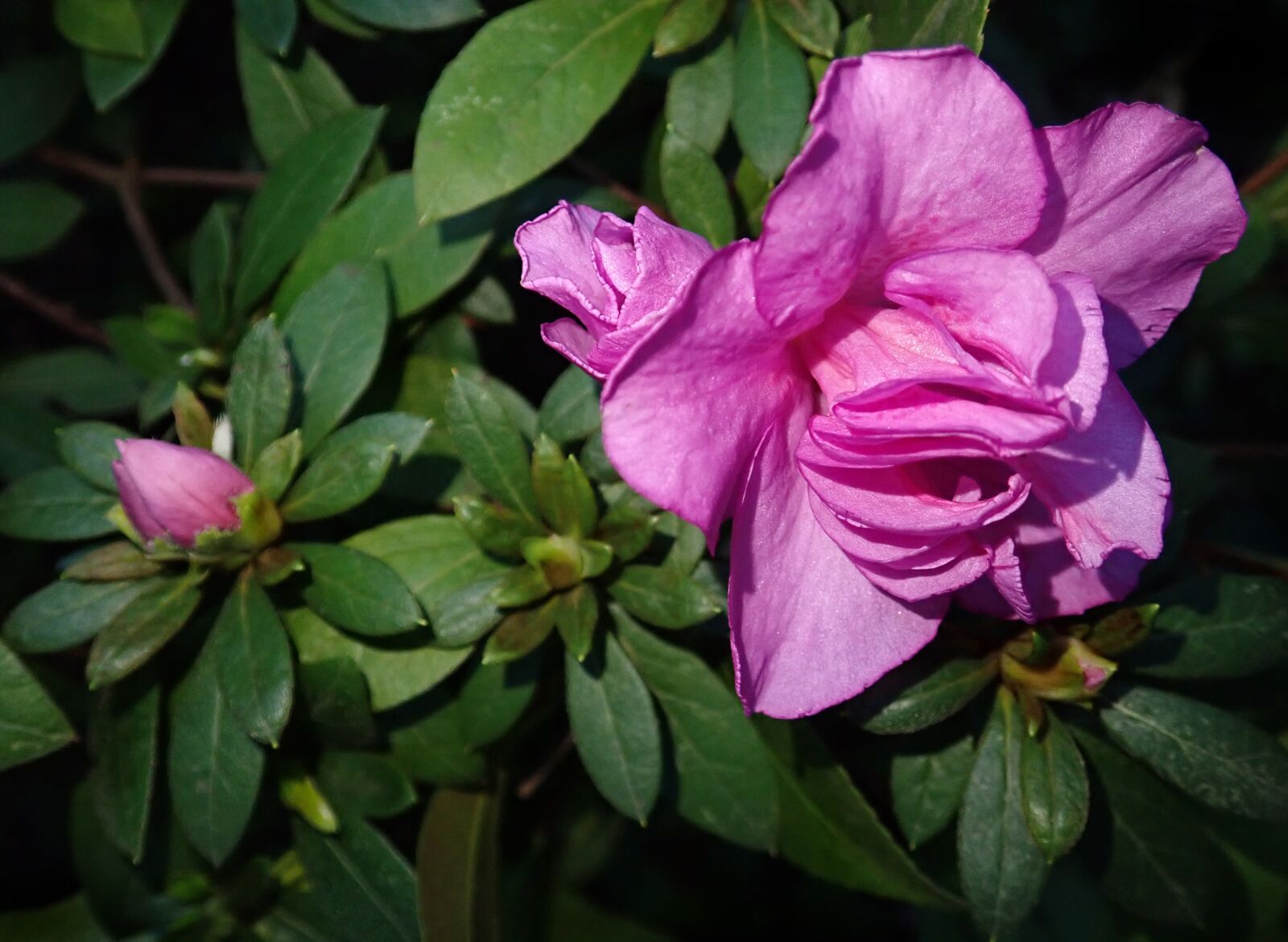 Olympus TG-5 sample photo. Azalea, flower, shrub photography