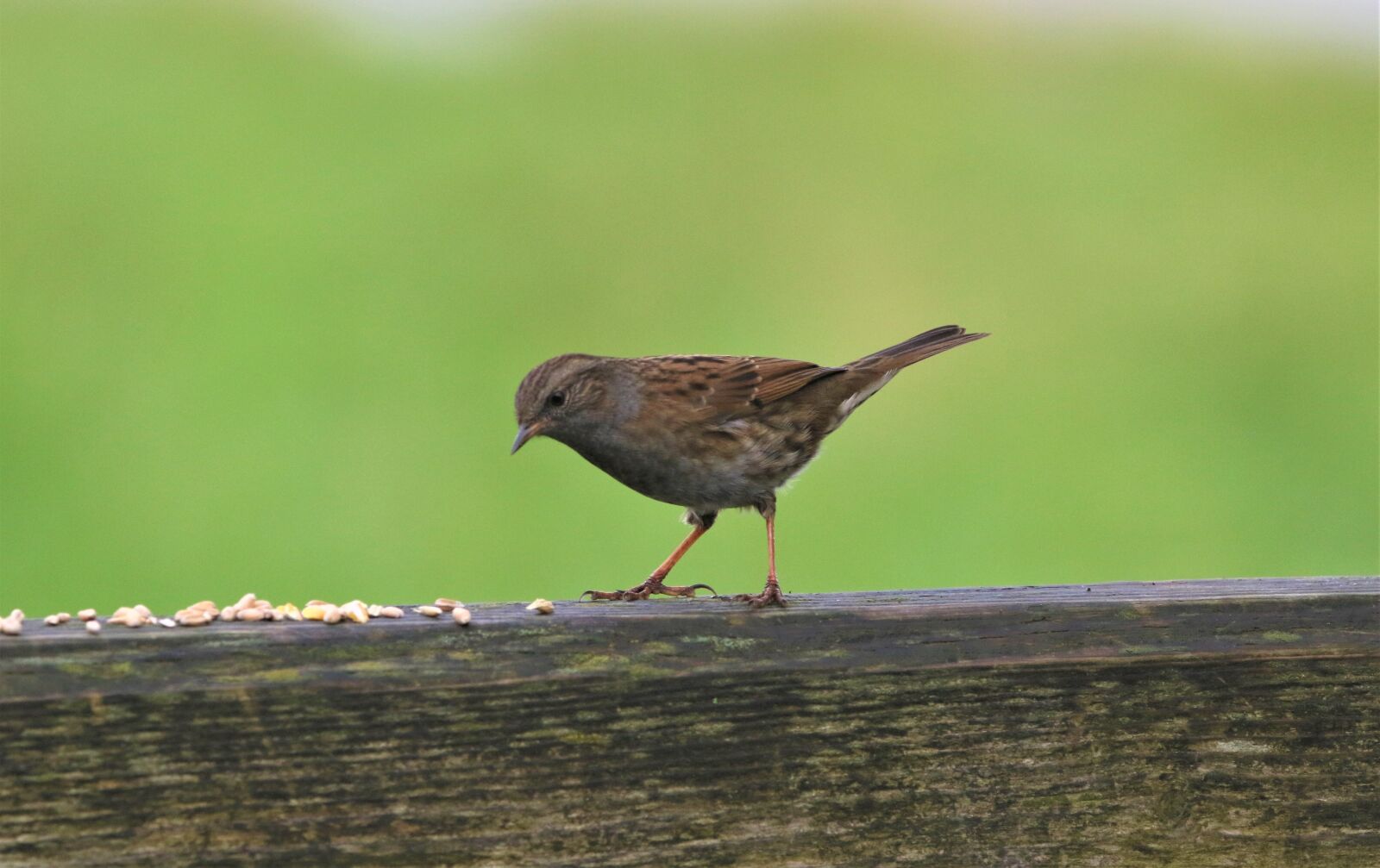 150-600mm F5-6.3 DG OS HSM | Contemporary 015 sample photo. Bird, dunnock, songbird photography