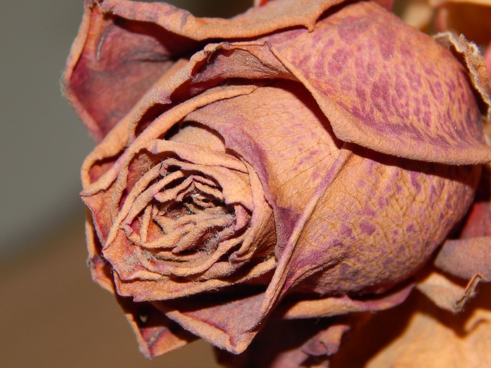 Nikon Coolpix L820 sample photo. Dry, rose, flower photography