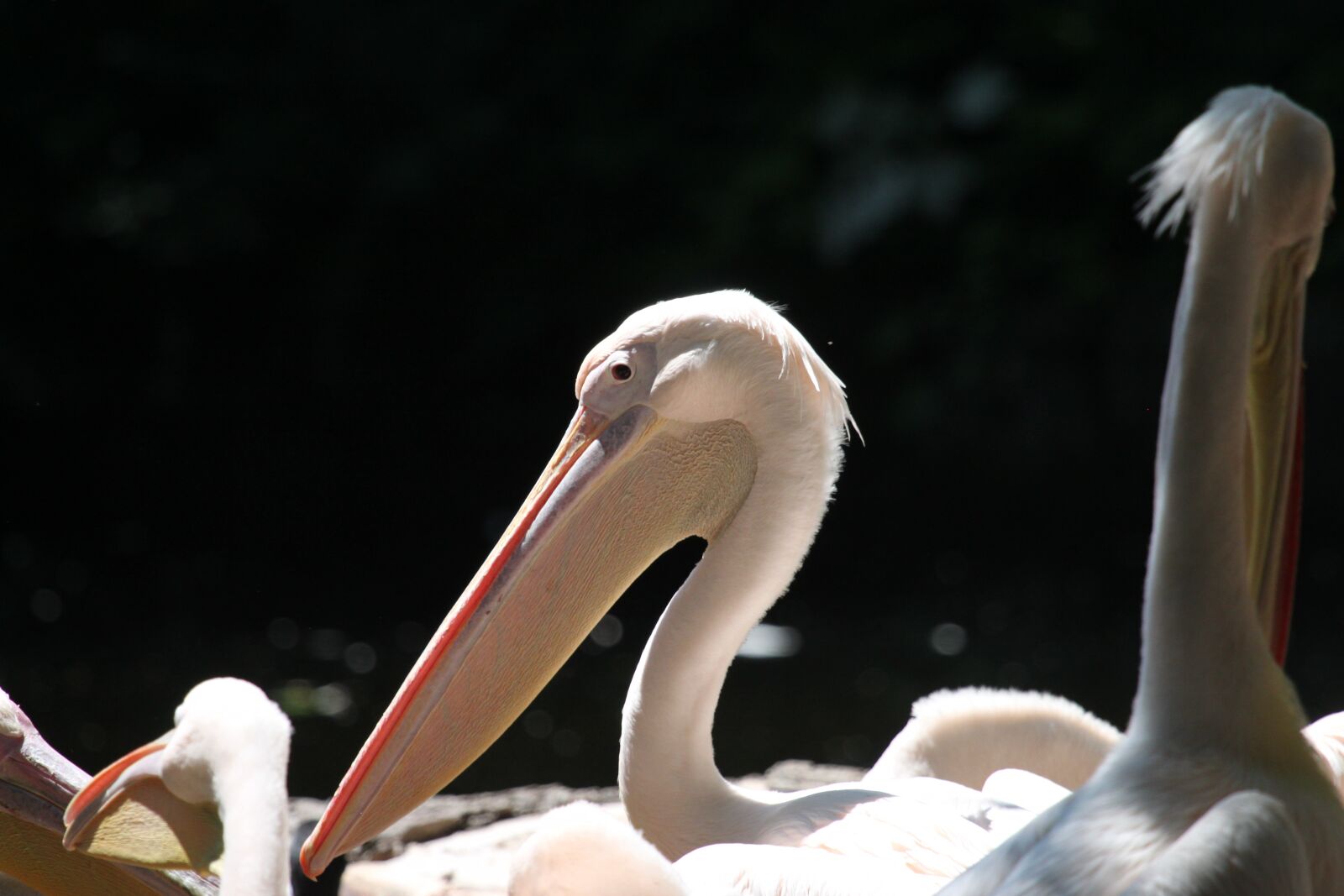 Canon EOS 500D (EOS Rebel T1i / EOS Kiss X3) sample photo. Pelikan, bird, animal portrait photography