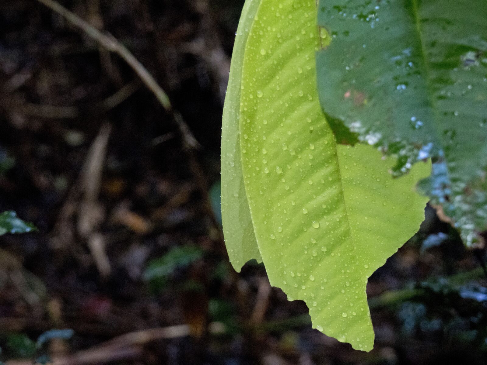 Canon EOS M6 sample photo. Green, single, solitary photography
