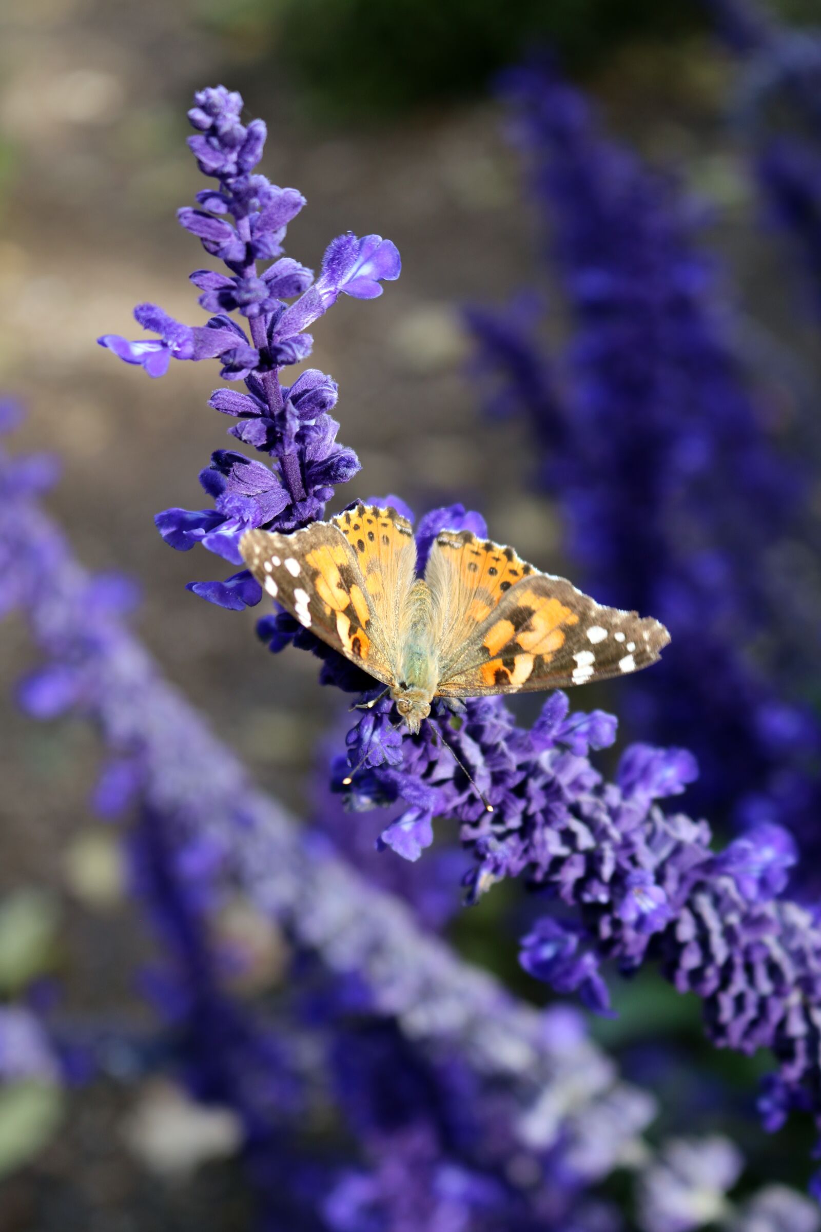 Canon EOS 750D (EOS Rebel T6i / EOS Kiss X8i) sample photo. Lavender, butterfly, purple photography