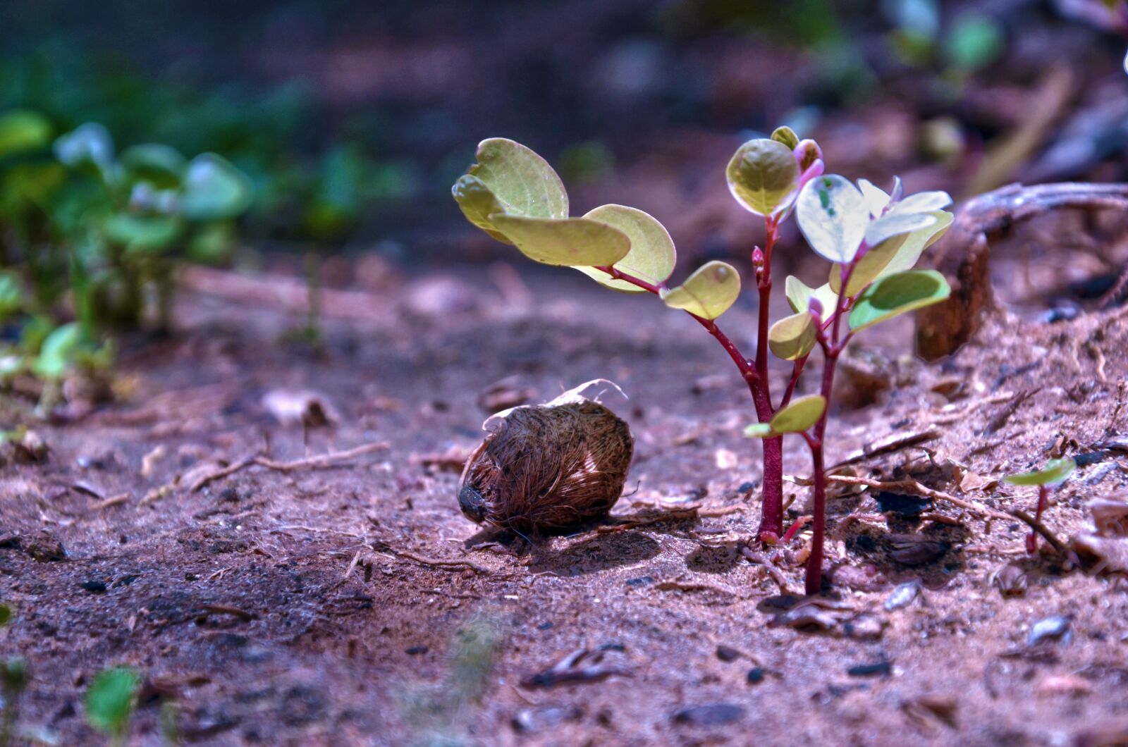 Nikon D7000 sample photo. Nature, leaf, flora photography