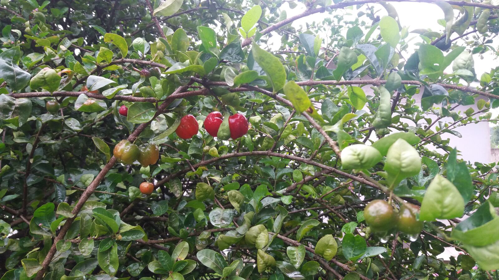 Samsung Galaxy J5 sample photo. Frutas vermelhas, árvore, verde photography