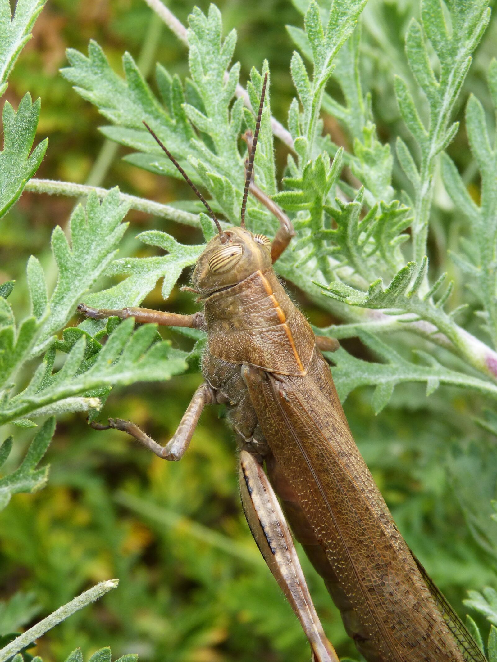 Panasonic DMC-FZ62 sample photo. Grasshopper, lobster, detail photography
