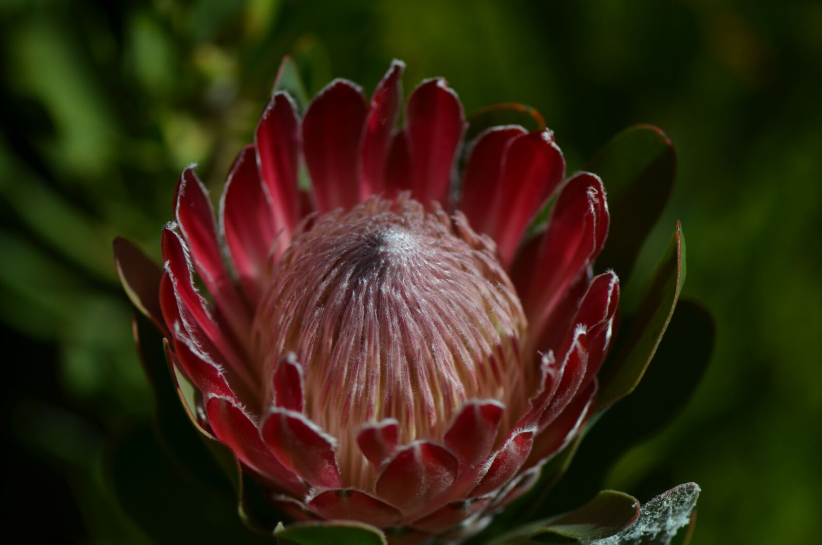 Nikon D7000 sample photo. Flower, waratah, flora photography