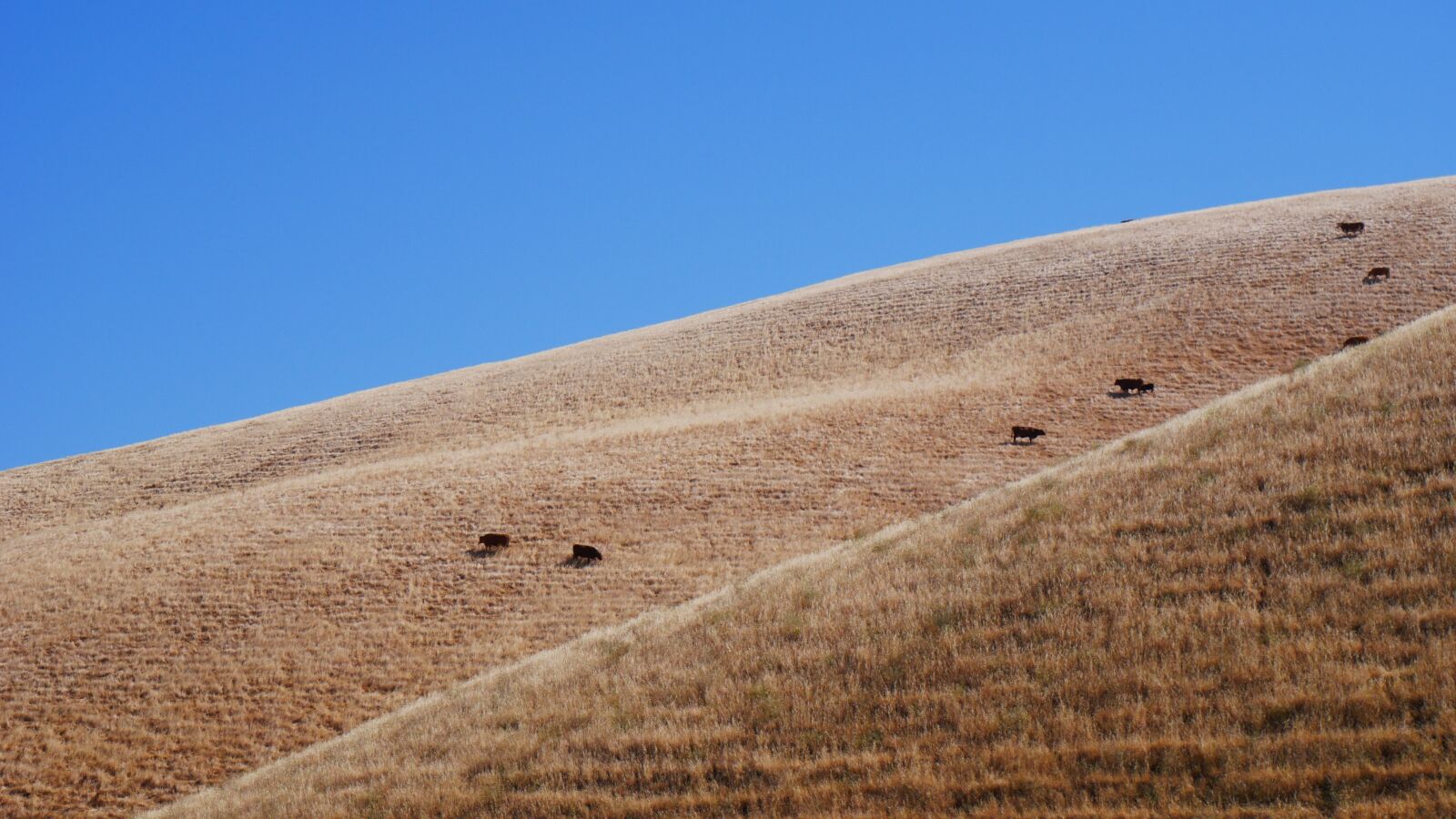 Panasonic Lumix DMC-G7 sample photo. California hillside, cows, blue photography