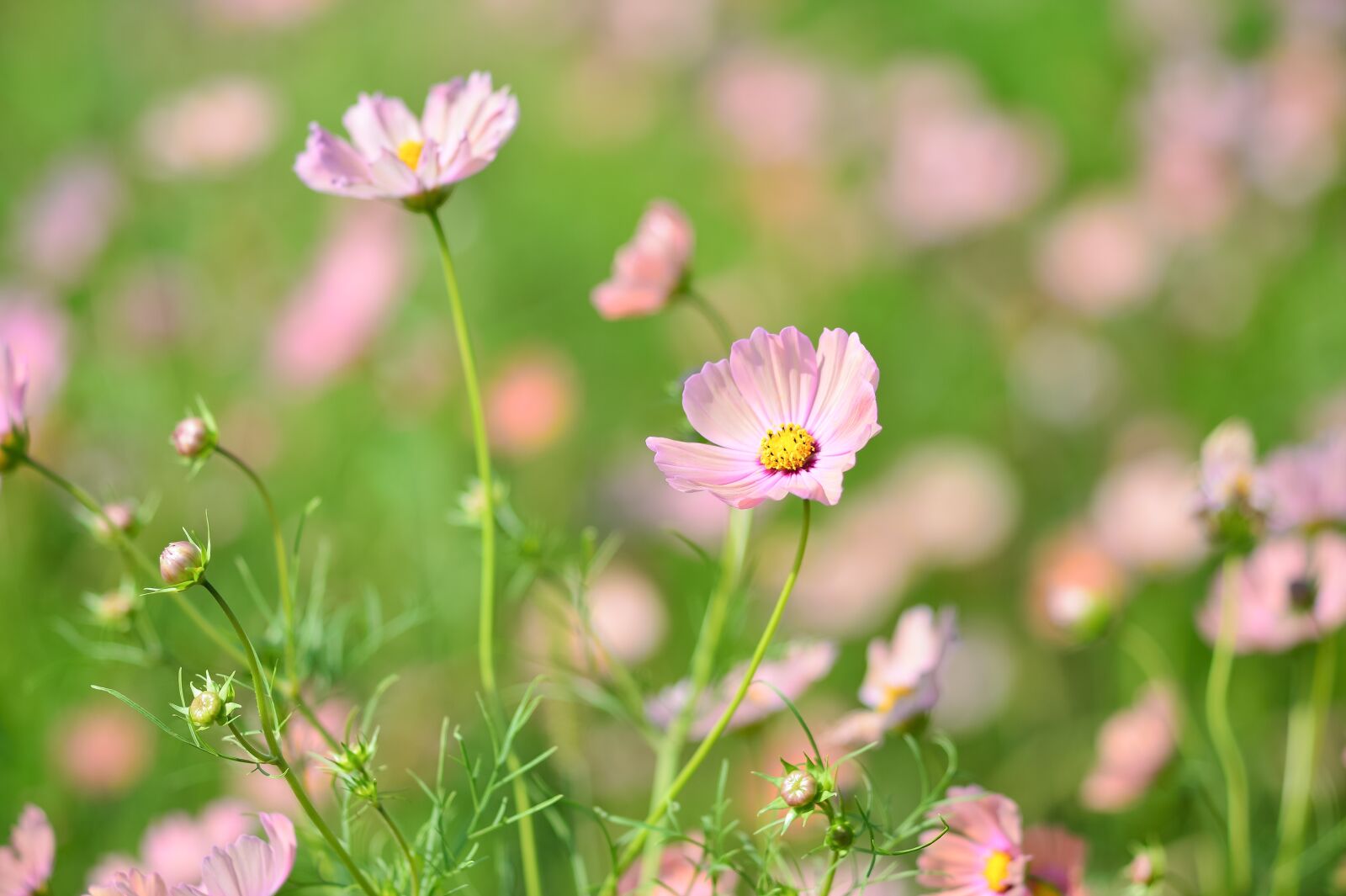 Nikon Df sample photo. Landscape, plant, flowers photography