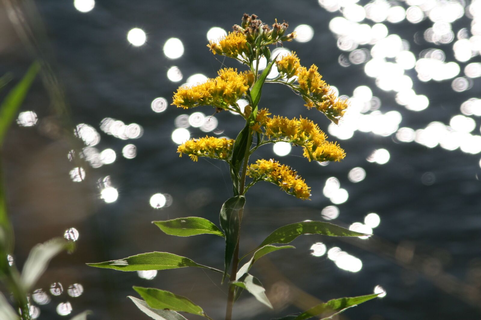 Canon EOS 350D (EOS Digital Rebel XT / EOS Kiss Digital N) sample photo. Flower, yellow, channel photography