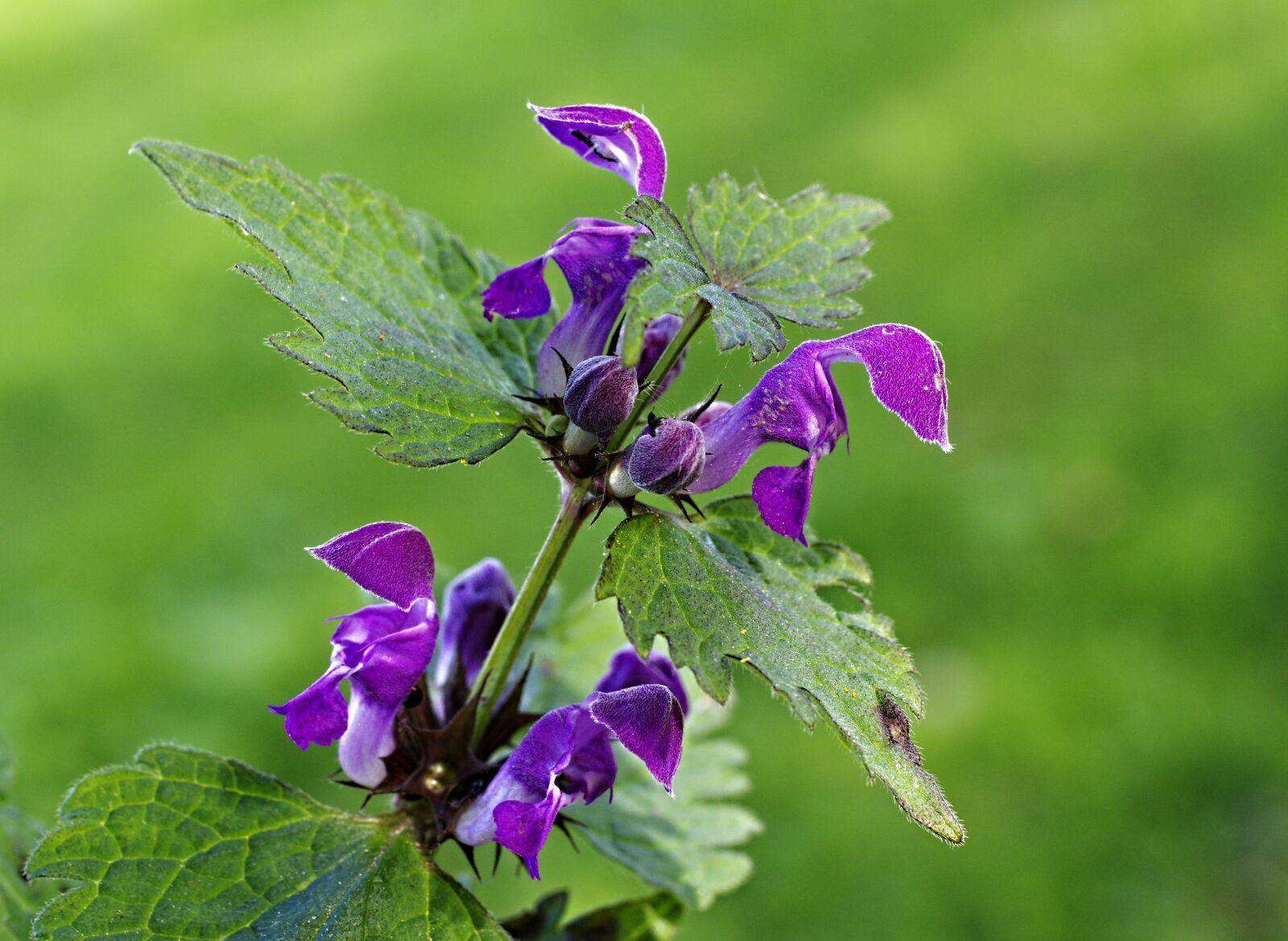 Pentax K-3 sample photo. Nature, flowers, macro photography