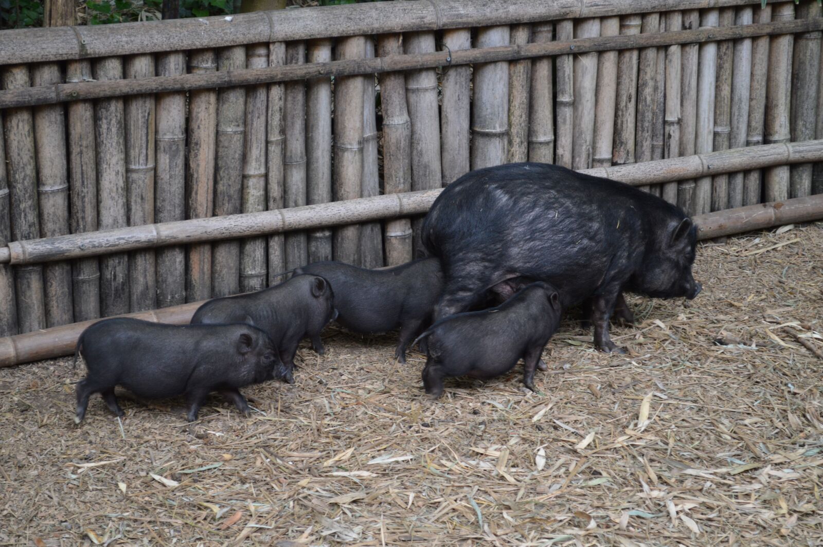Nikon D3200 sample photo. Pig, black, pork photography