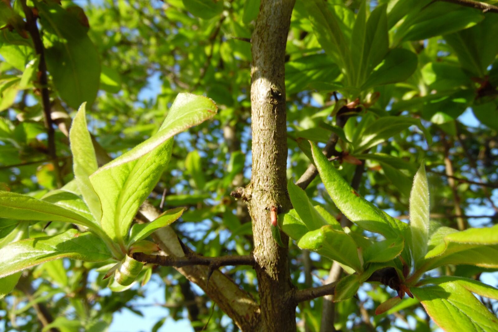 Samsung WB1100F/WB1101F/WB1102F sample photo. Green, leaf, branch photography