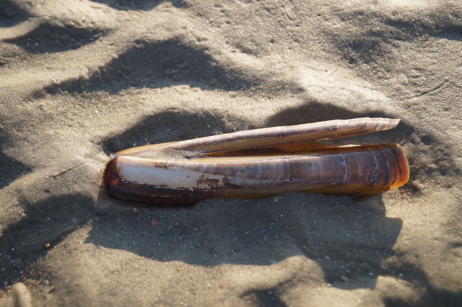 Sony DT 18-55mm F3.5-5.6 SAM II sample photo. Shell, beach, sand photography