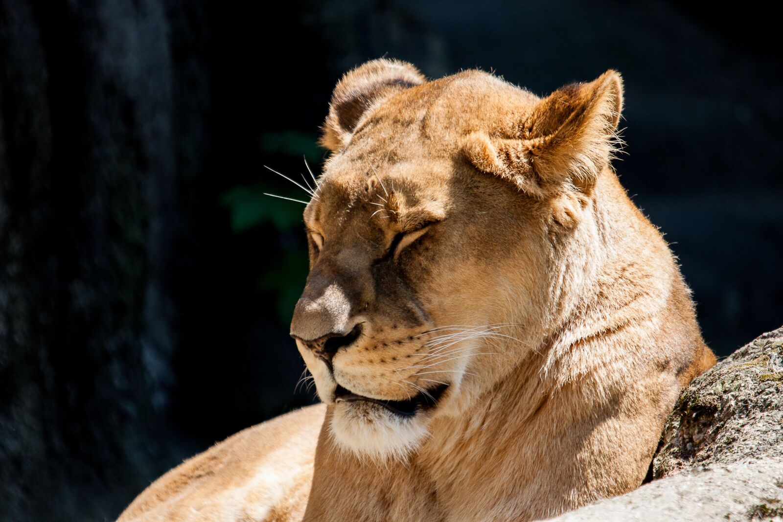 Canon EOS 50D sample photo. Lion, female, predator photography