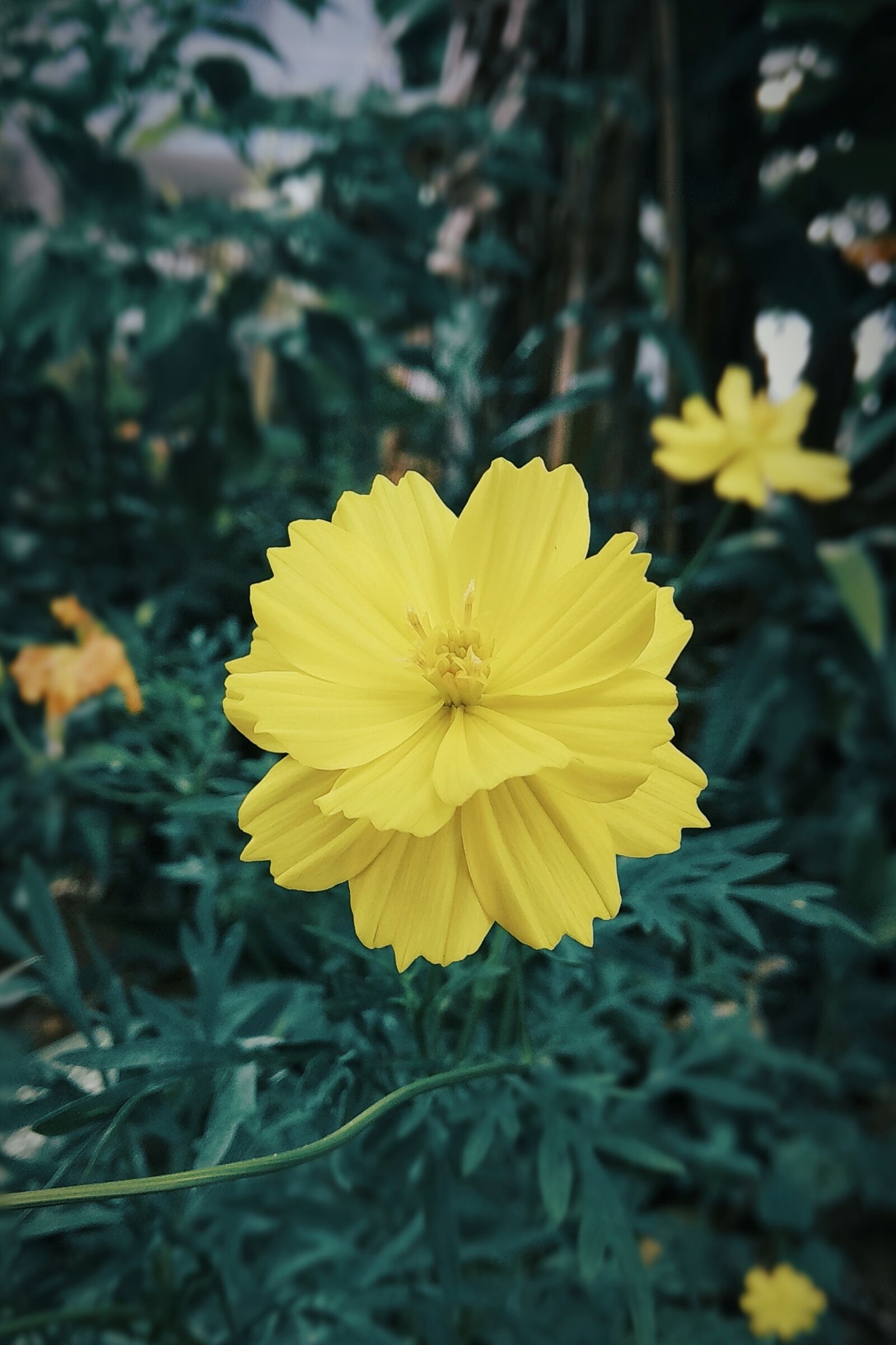 Xiaomi Redmi Note 4 sample photo. Flower, bunga, yellow photography
