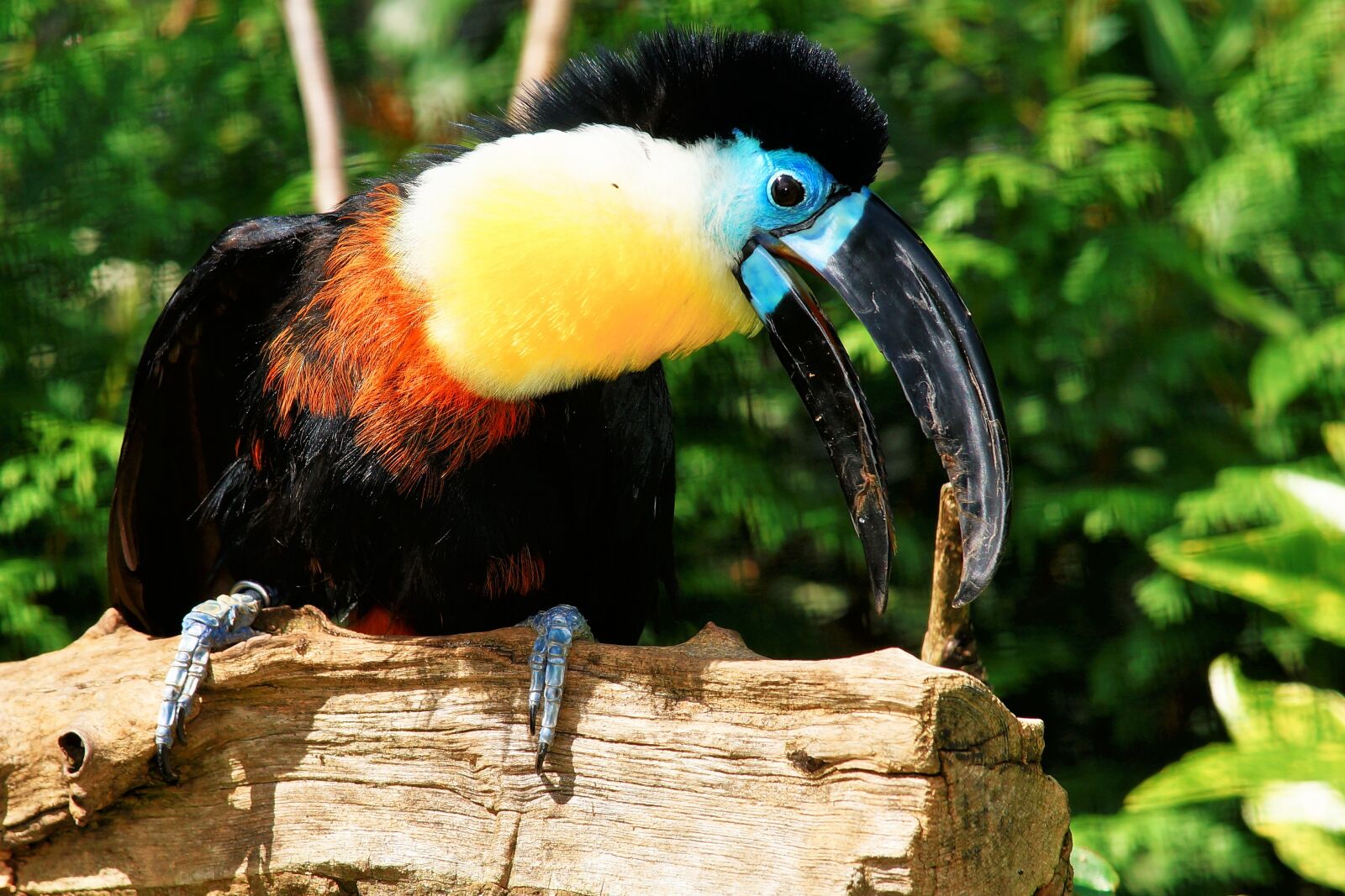 Sony a99 II sample photo. Bird, colorful, tropical photography