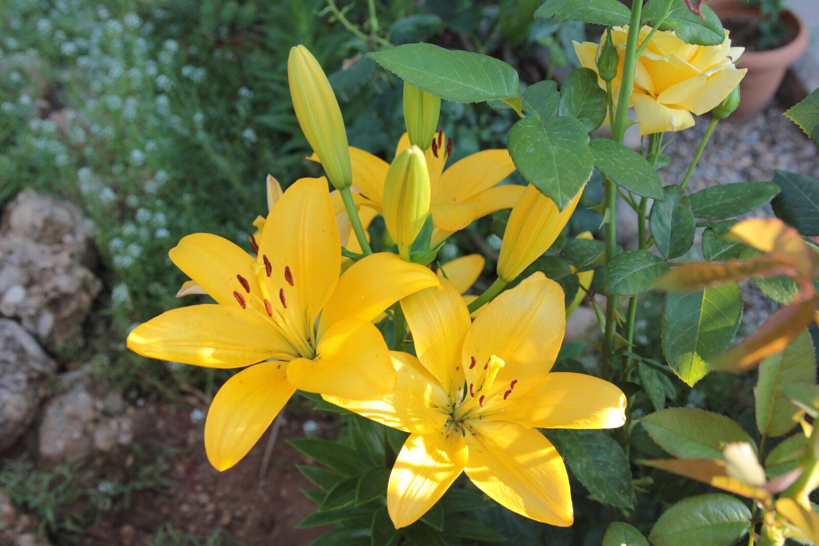 Canon EOS 550D (EOS Rebel T2i / EOS Kiss X4) sample photo. Lilies, lily, flower photography