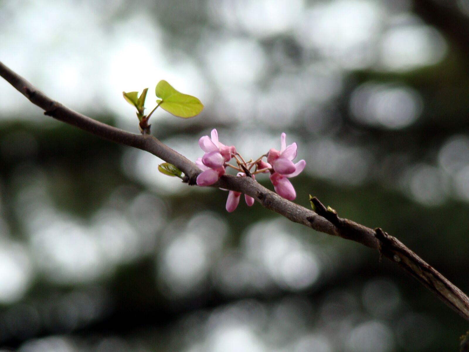 Sony DSC-H9 sample photo. Tree, branch, flower photography