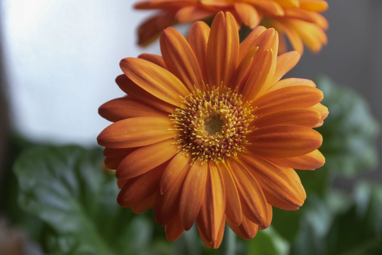 Nikon D5300 sample photo. Margarétka, flower, nature photography