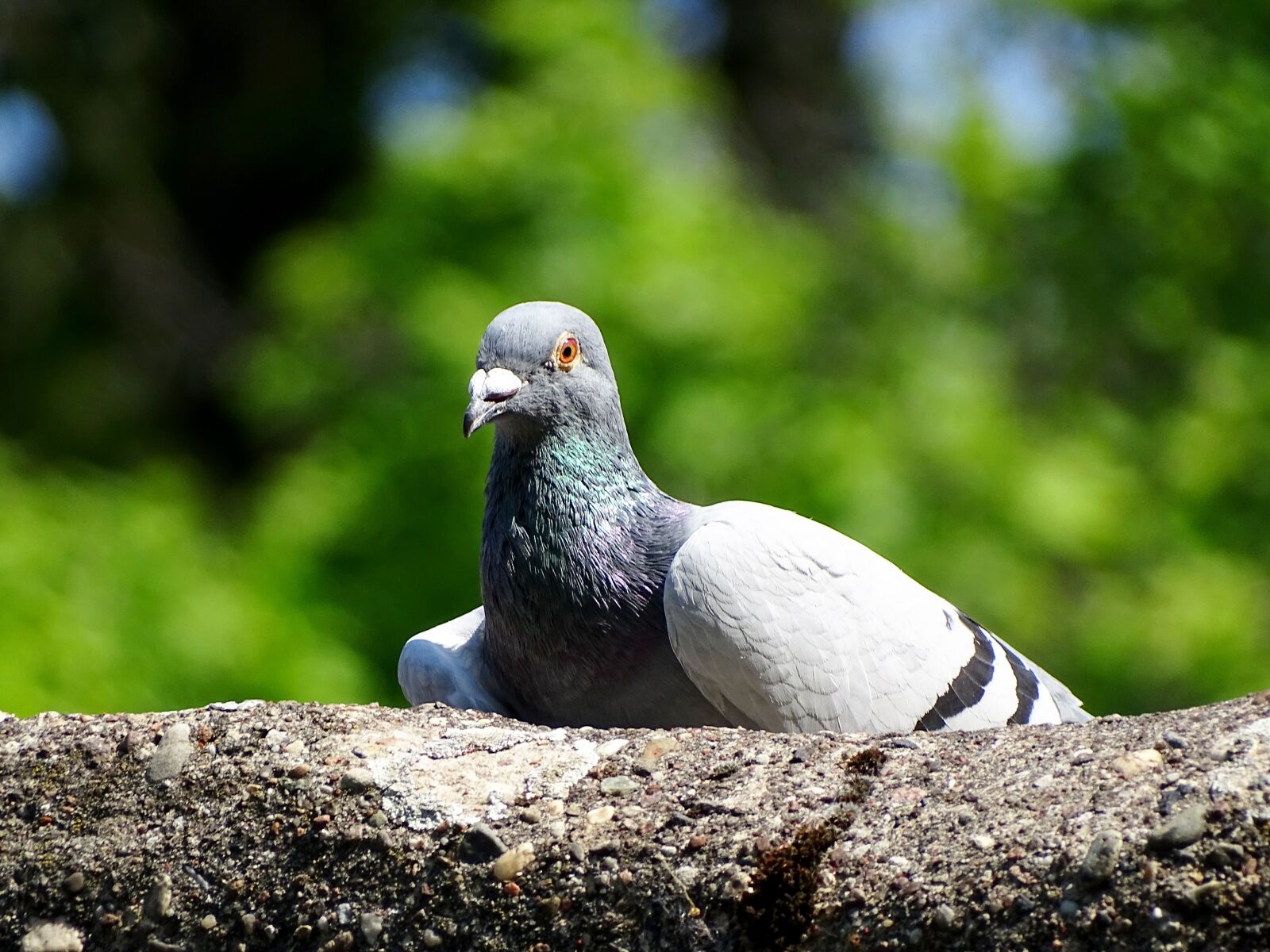 Sony Cyber-shot DSC-HX400V sample photo. Dove, bird, feather photography