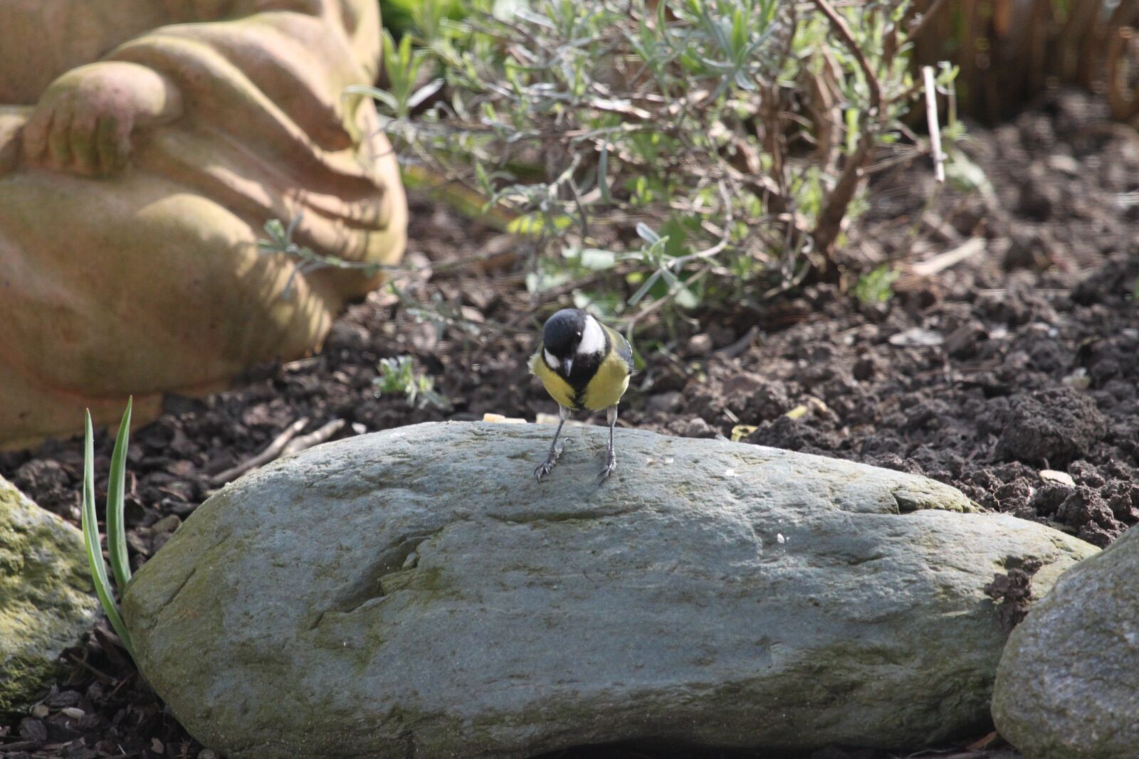 Canon EOS 500D (EOS Rebel T1i / EOS Kiss X3) sample photo. Tit, bird, stone photography
