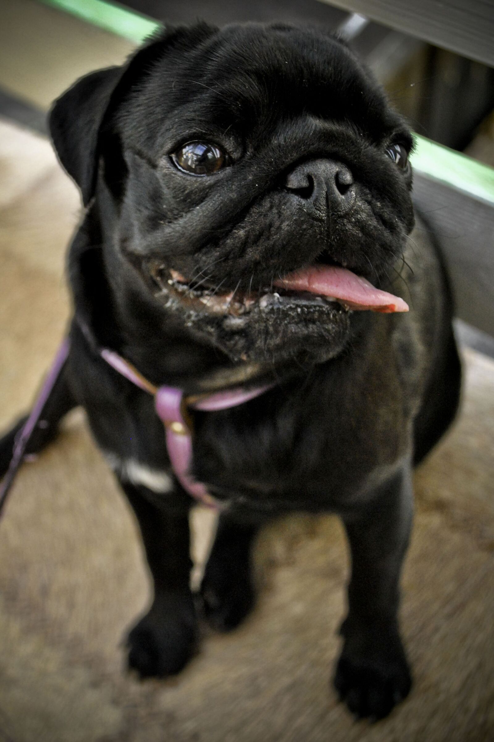 Nikon D3000 sample photo. Dog, pug, doggie photography
