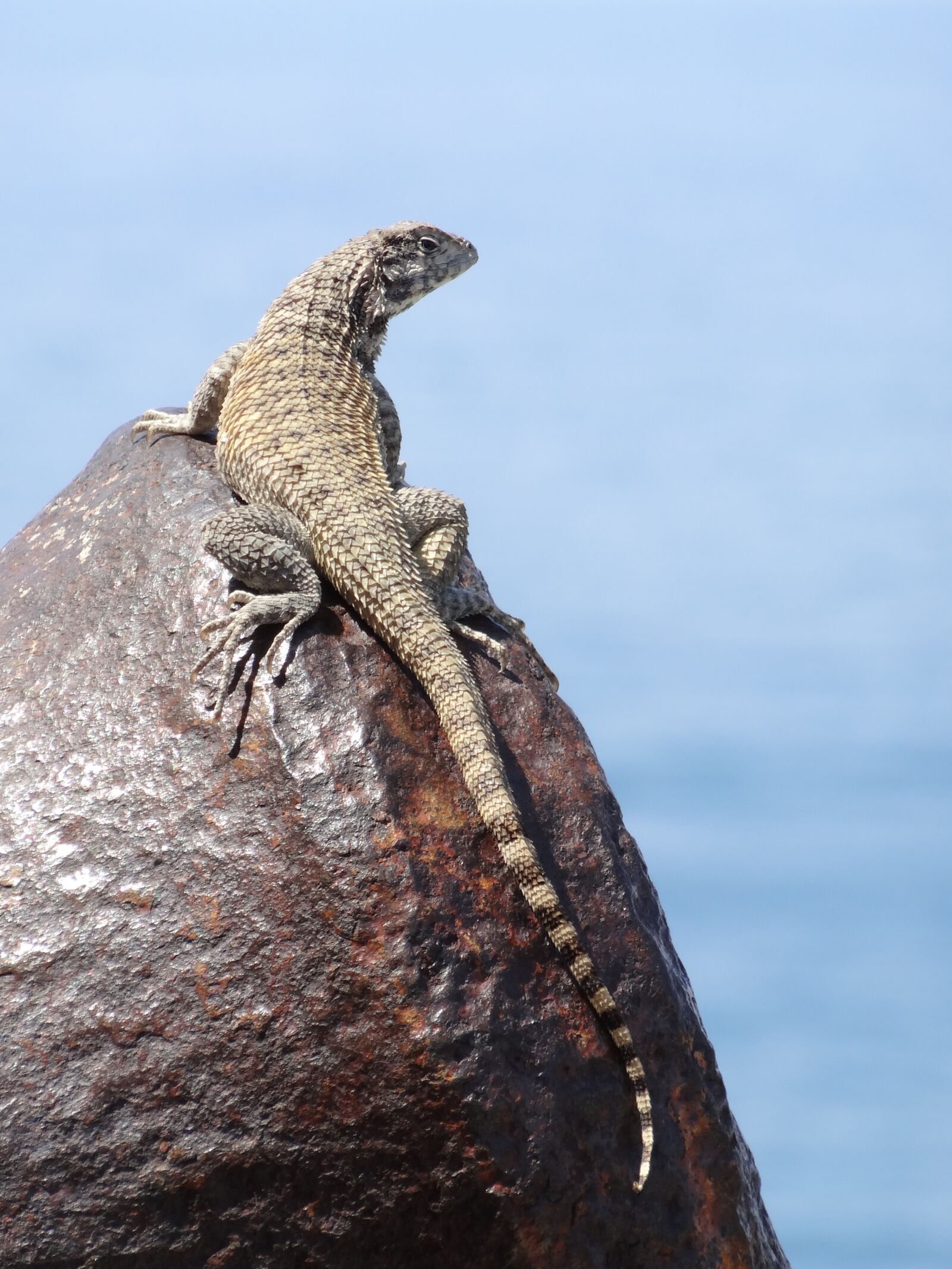 Sony Cyber-shot DSC-HX20V sample photo. Lizard, canon, reptile photography