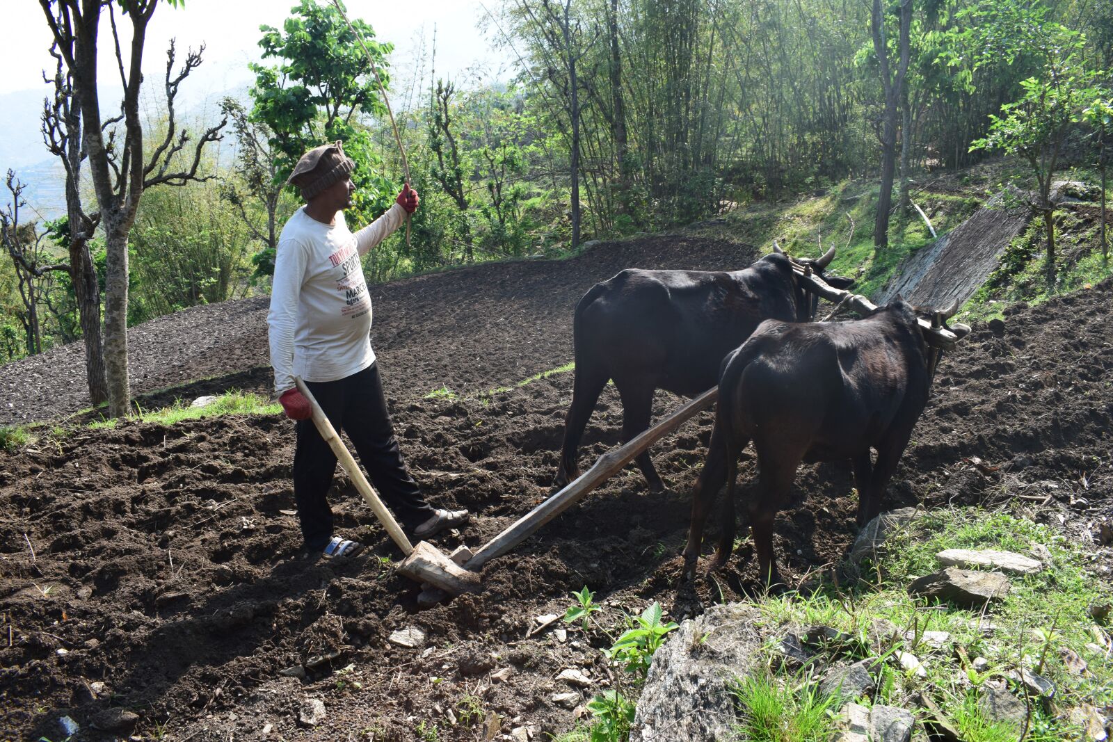 Nikon D5300 sample photo. The oxen plowed, plow photography