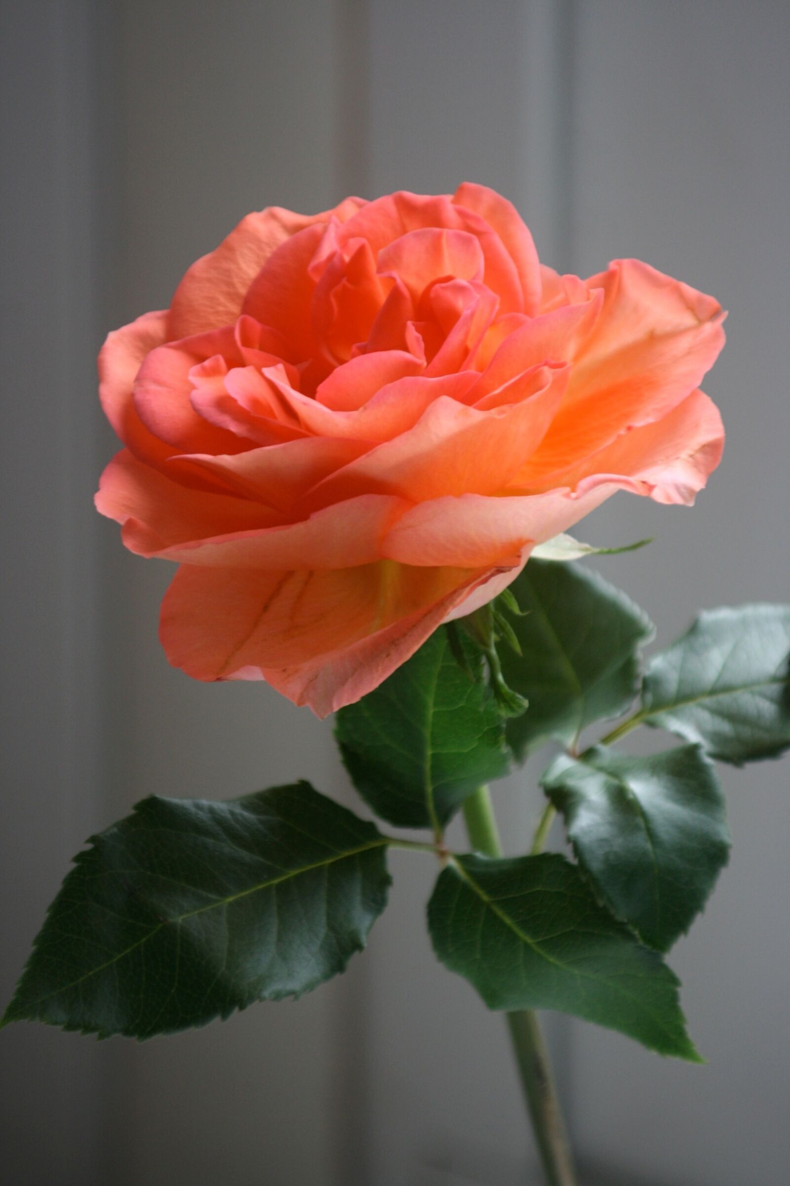 Canon EOS 400D (EOS Digital Rebel XTi / EOS Kiss Digital X) sample photo. Rose, flower, floral photography