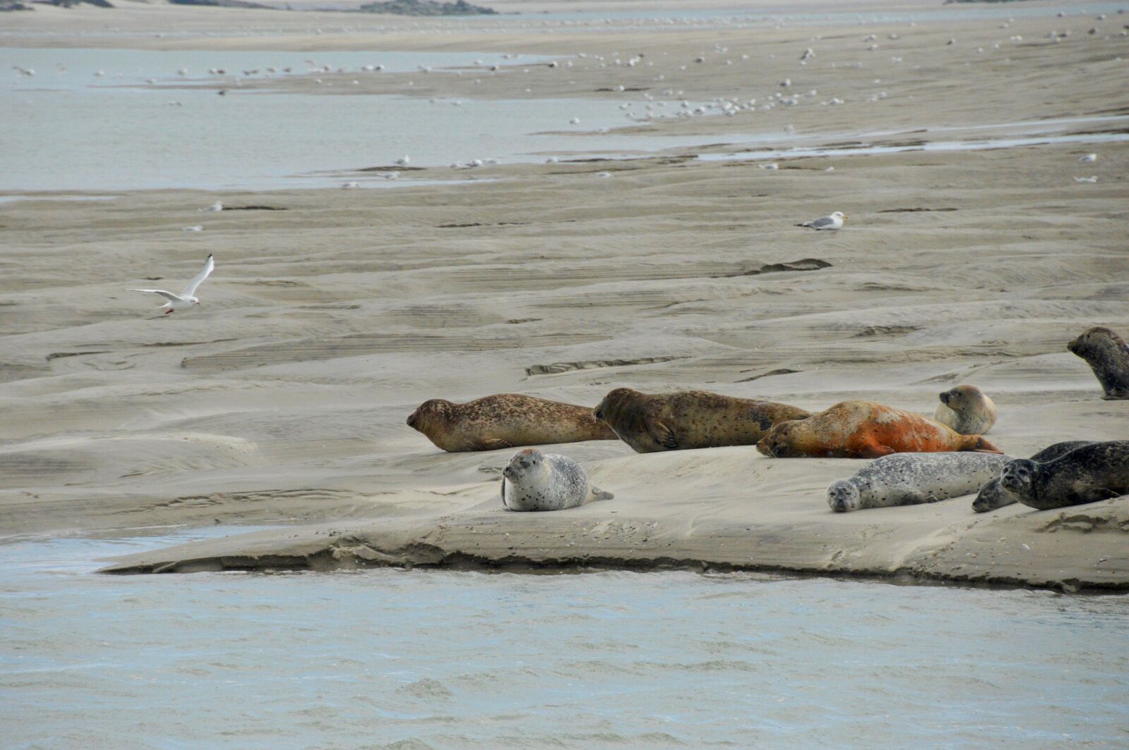 Nikon D3200 sample photo. Sea, beach, berck photography