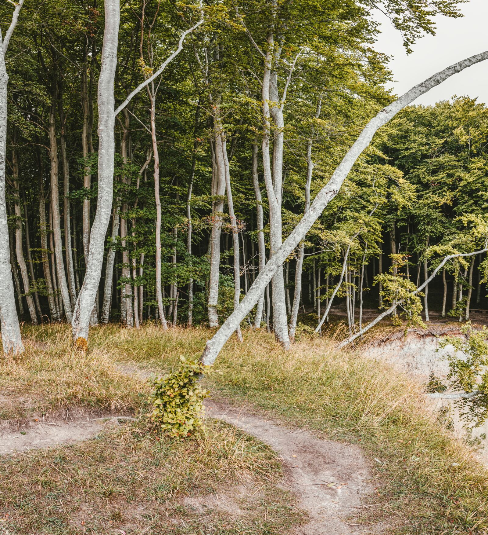 Sony a6300 + Sigma 30mm F2.8 EX DN sample photo. Forest, book, away photography