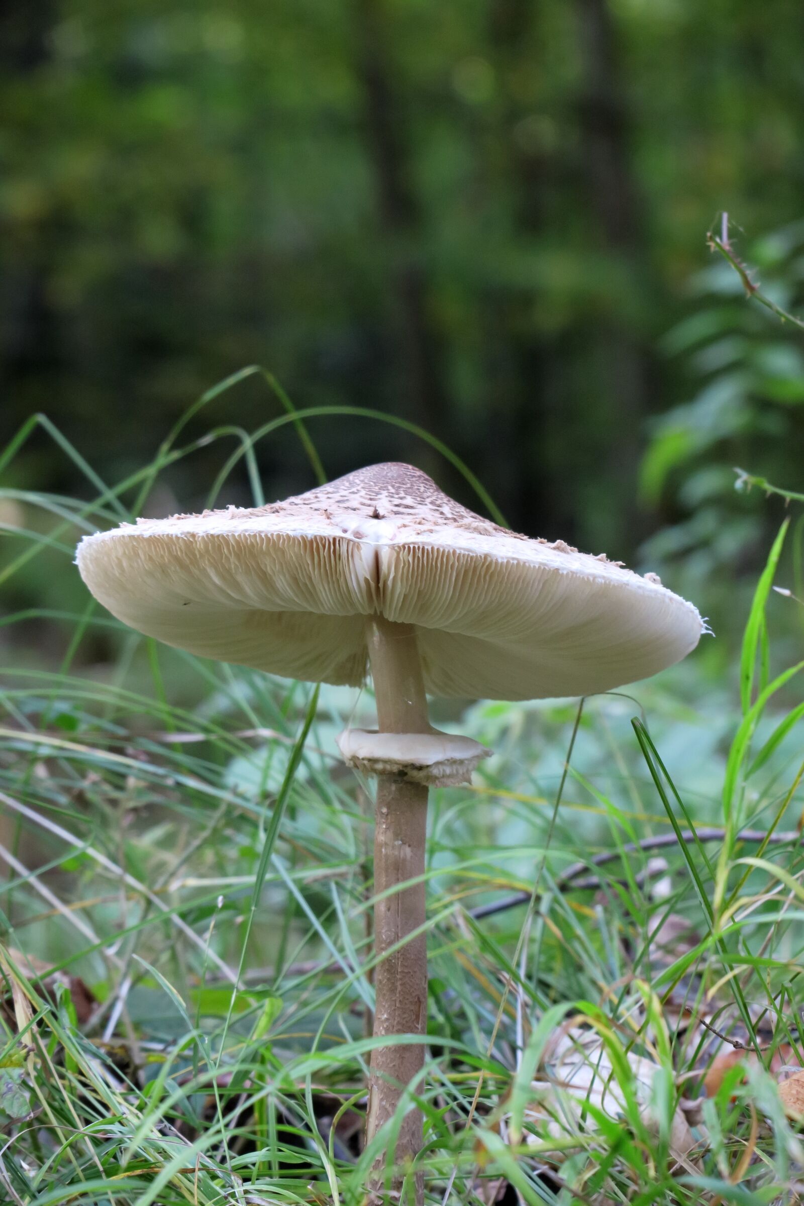 Canon PowerShot G3 X sample photo. Forest, mushroom, lamellar photography