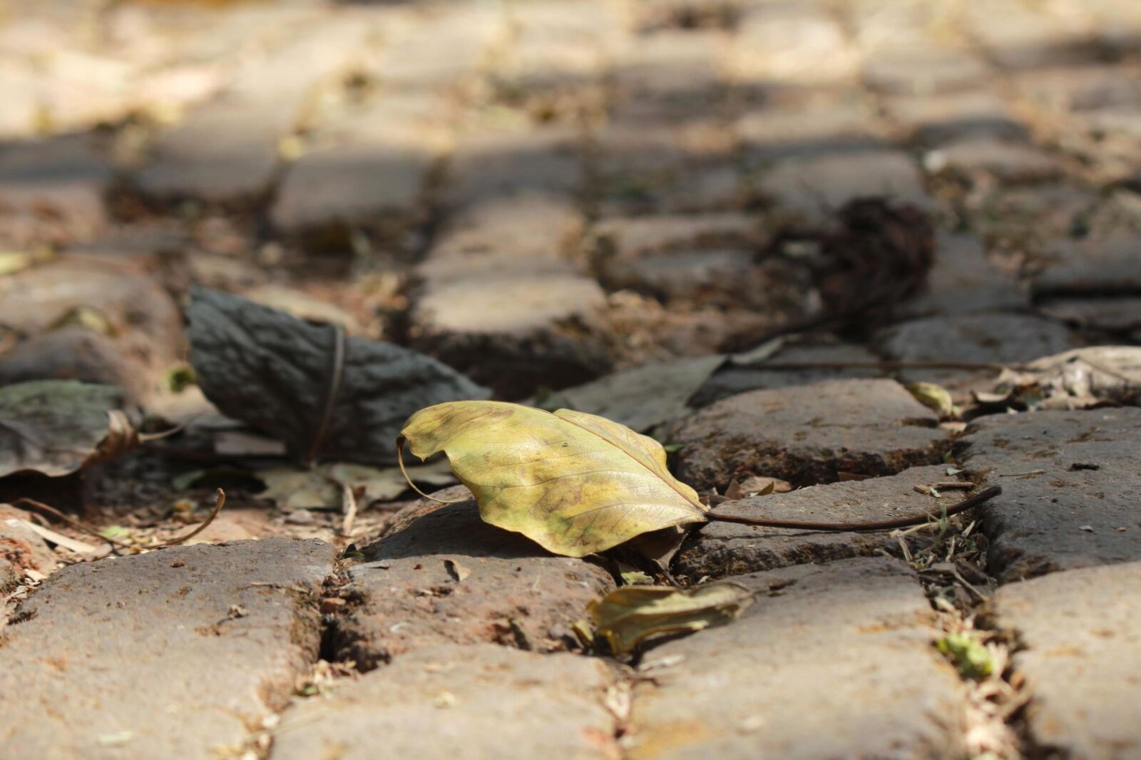 Canon EOS 600D (Rebel EOS T3i / EOS Kiss X5) sample photo. Ground, leaf, close, stone photography