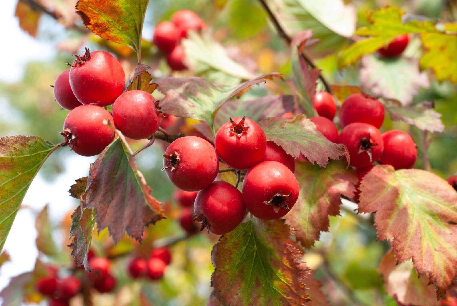 Nikon D80 sample photo. Fruit, red, bay photography