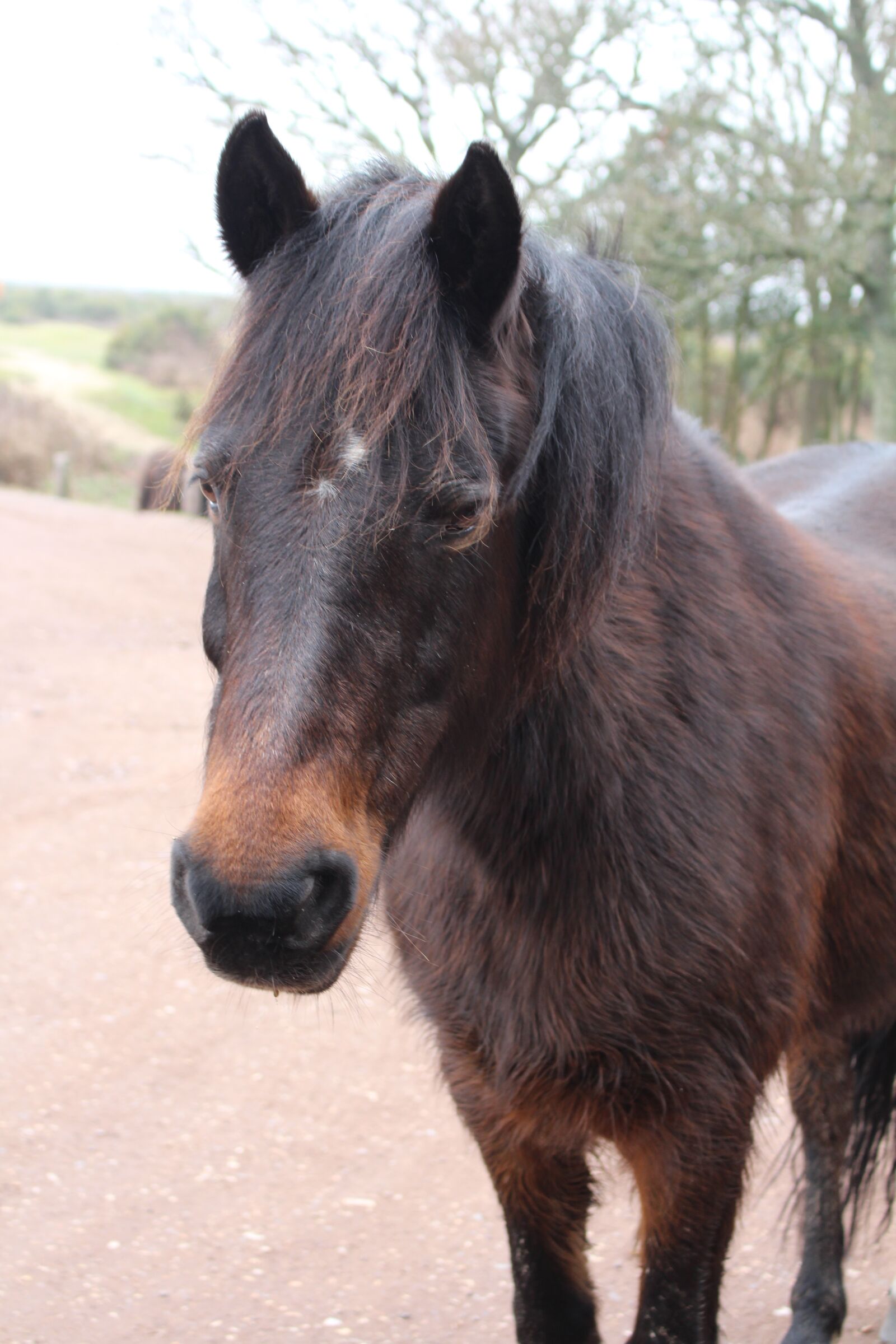Canon EOS 700D (EOS Rebel T5i / EOS Kiss X7i) sample photo. Pony, new forest, hampshire photography