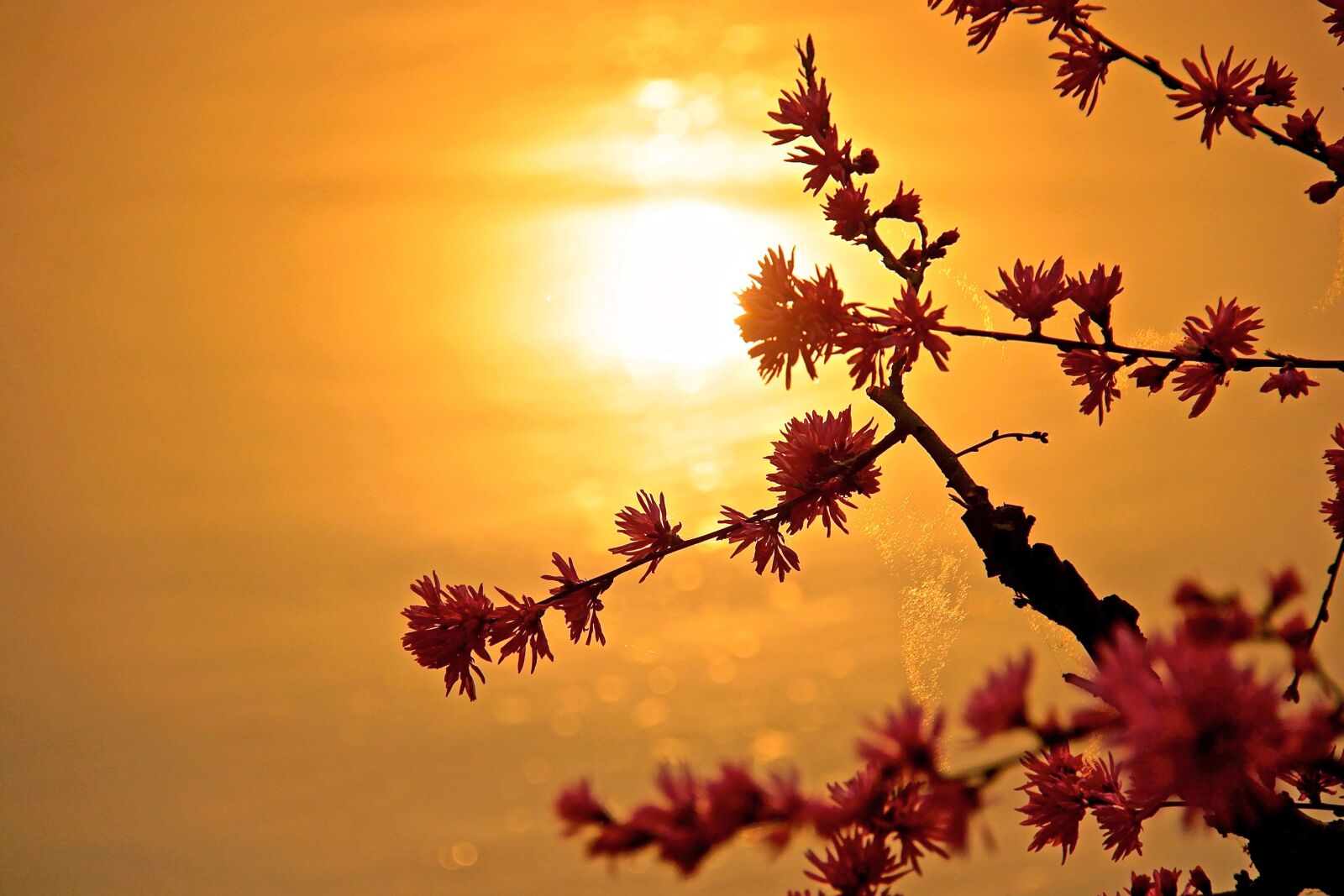 Canon EF-S 18-200mm F3.5-5.6 IS sample photo. Sun, sunset, nature photography