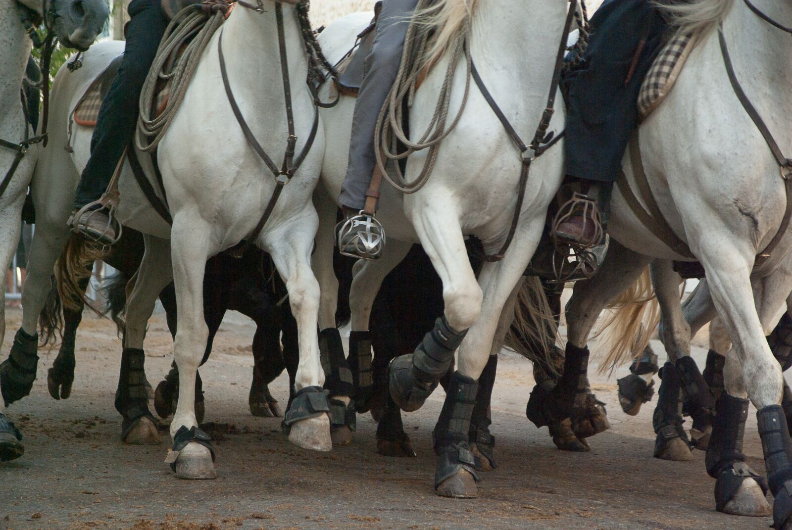 Pentax K10D sample photo. Camargue, horses, riders photography