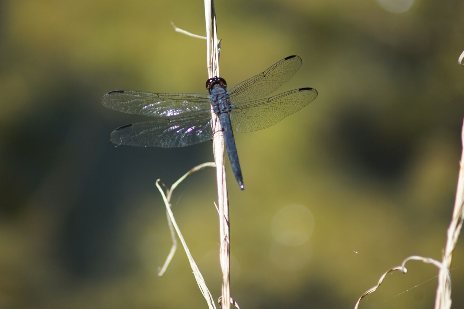Sony ILCA-77M2 sample photo. Nature, dragonfly, insect photography