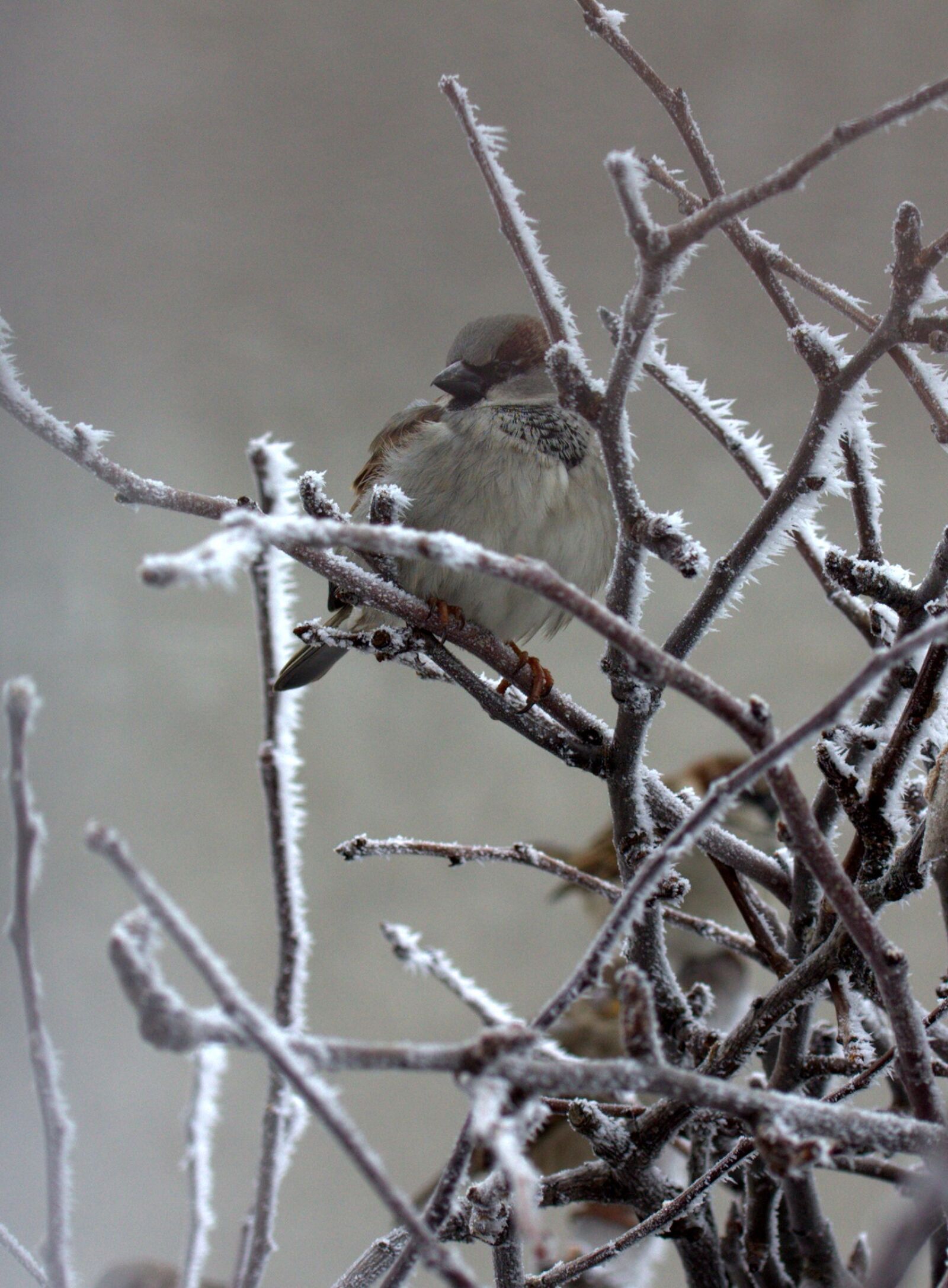 Canon EF-S 60mm F2.8 Macro USM sample photo. Sparrow, birds, cold photography