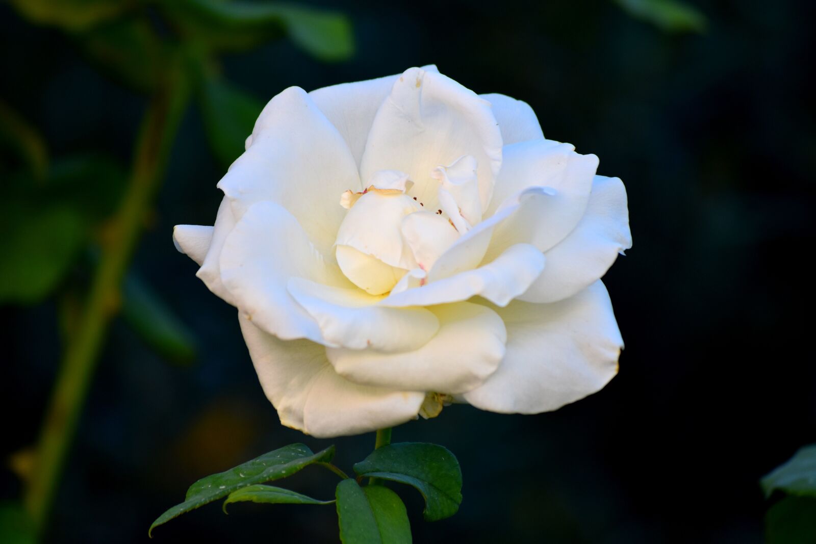Nikon D5600 sample photo. Rose, white, closeup photography
