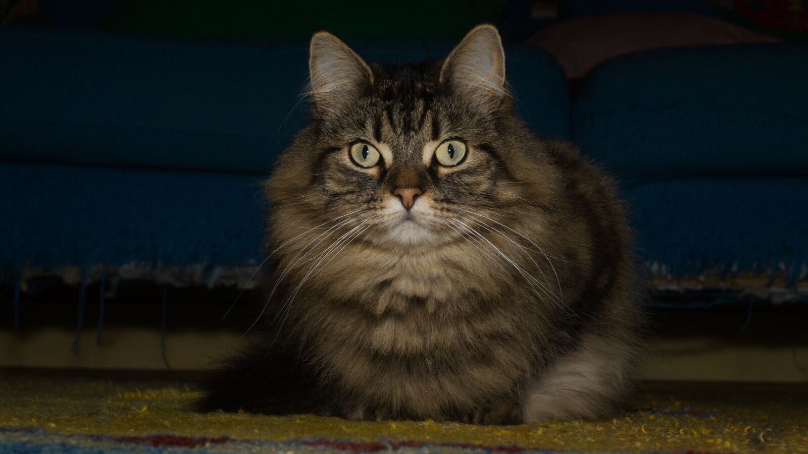 Sony DT 18-55mm F3.5-5.6 SAM II sample photo. Cat, norwegian forest cat photography