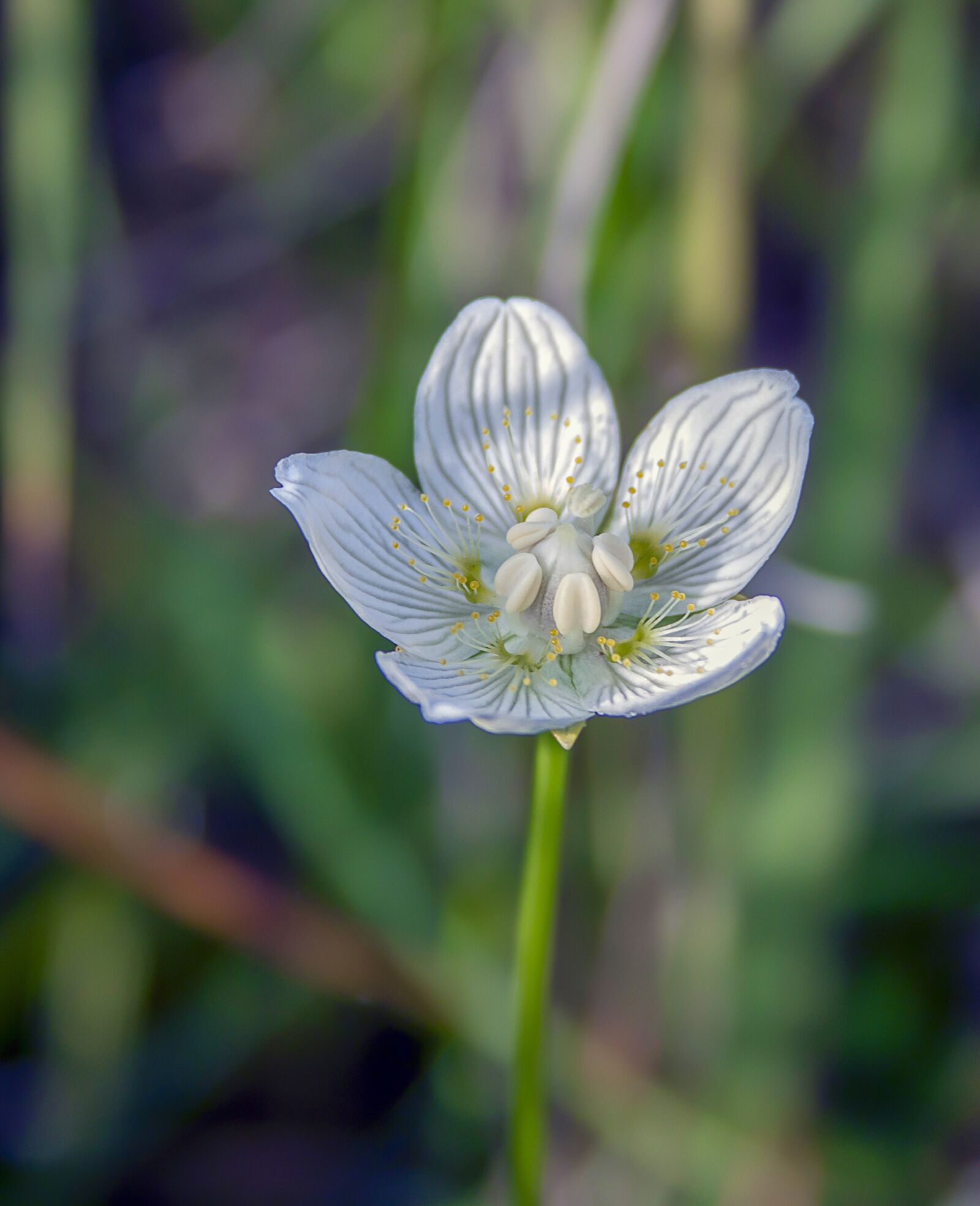 Canon EOS 500D (EOS Rebel T1i / EOS Kiss X3) + Canon EF-S 18-55mm F3.5-5.6 II sample photo. Grass of parnassus, wildflower photography