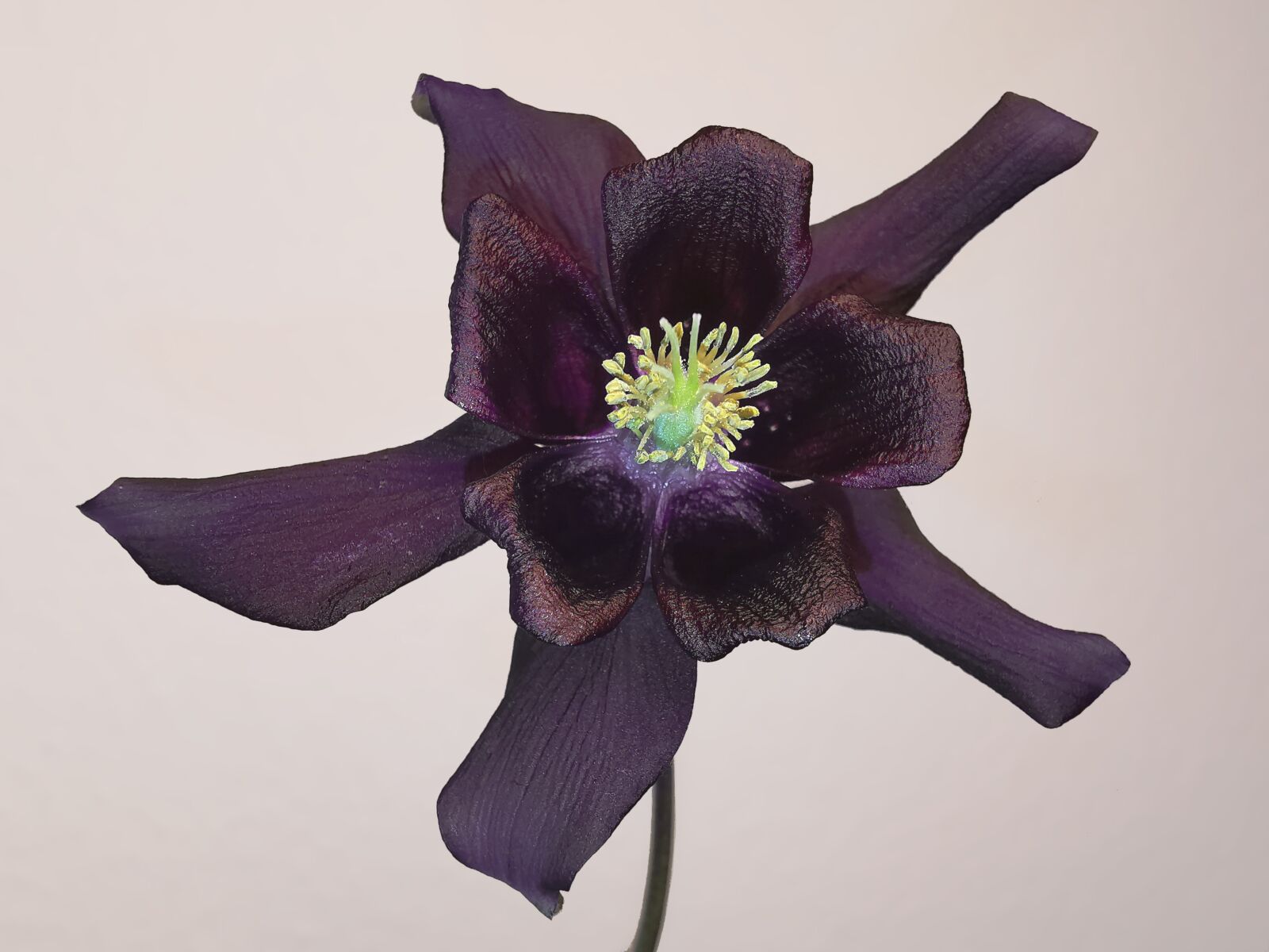 HUAWEI P30 Pro sample photo. Columbine, purple, bordaux photography
