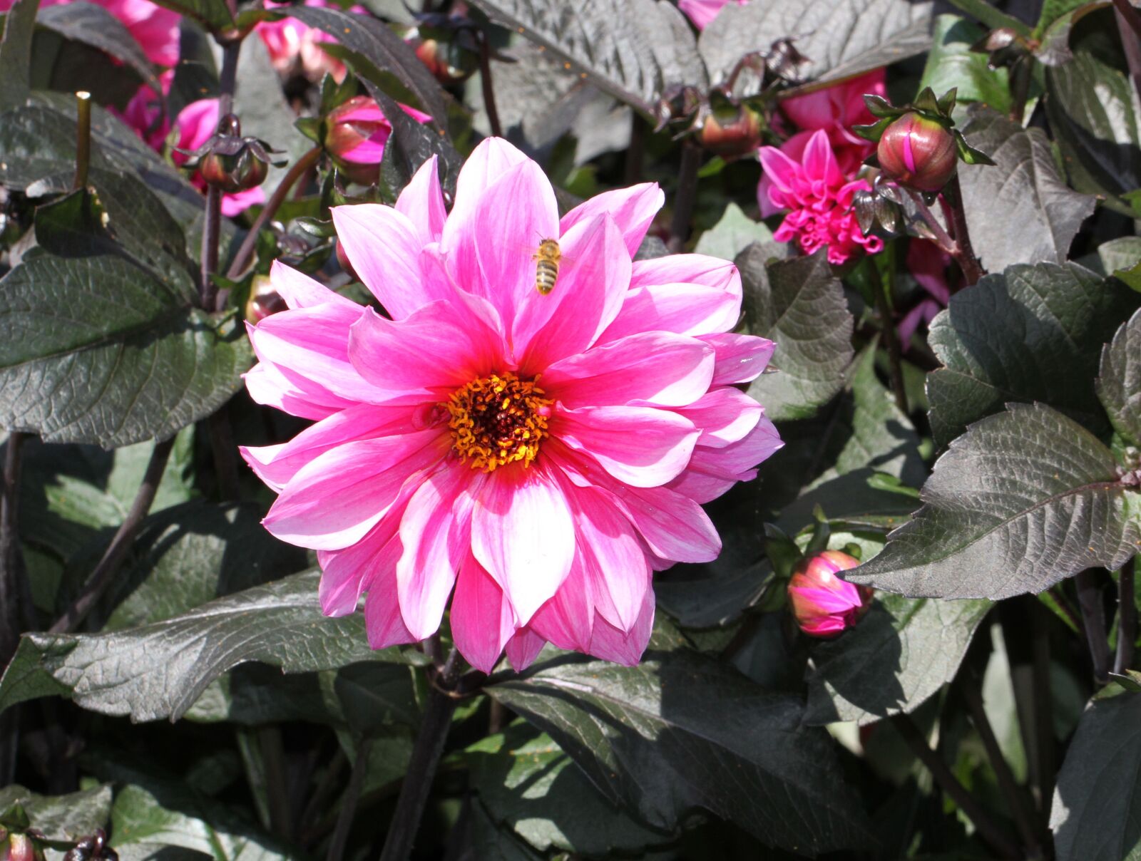 Canon EF 100mm F2.8L Macro IS USM sample photo. Dahlia, pink, flowers photography