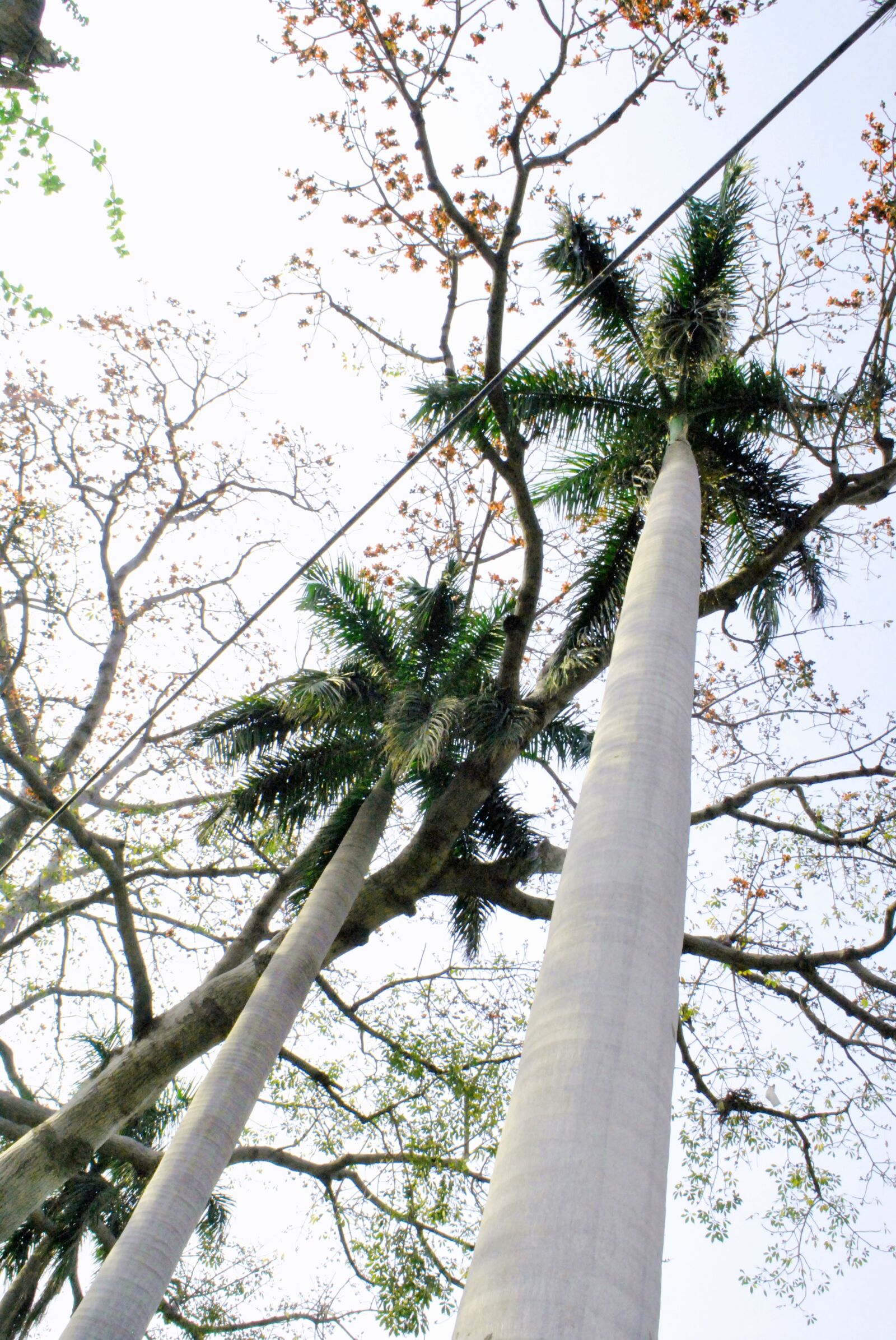 Nikon D3000 sample photo. Trees photography