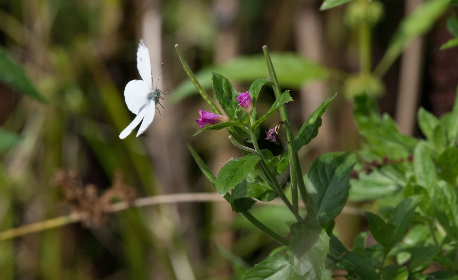 Nikon D7200 sample photo. Butterfly, white, insect photography