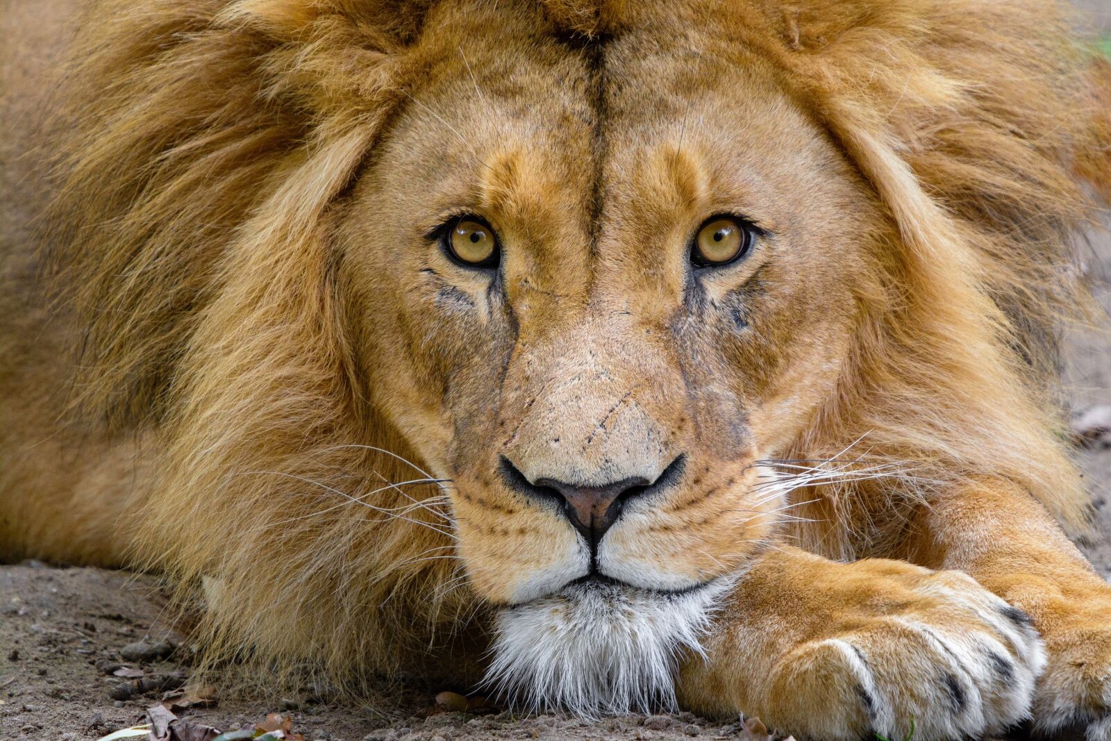 Nikon D7100 sample photo. Lion, male, close up photography