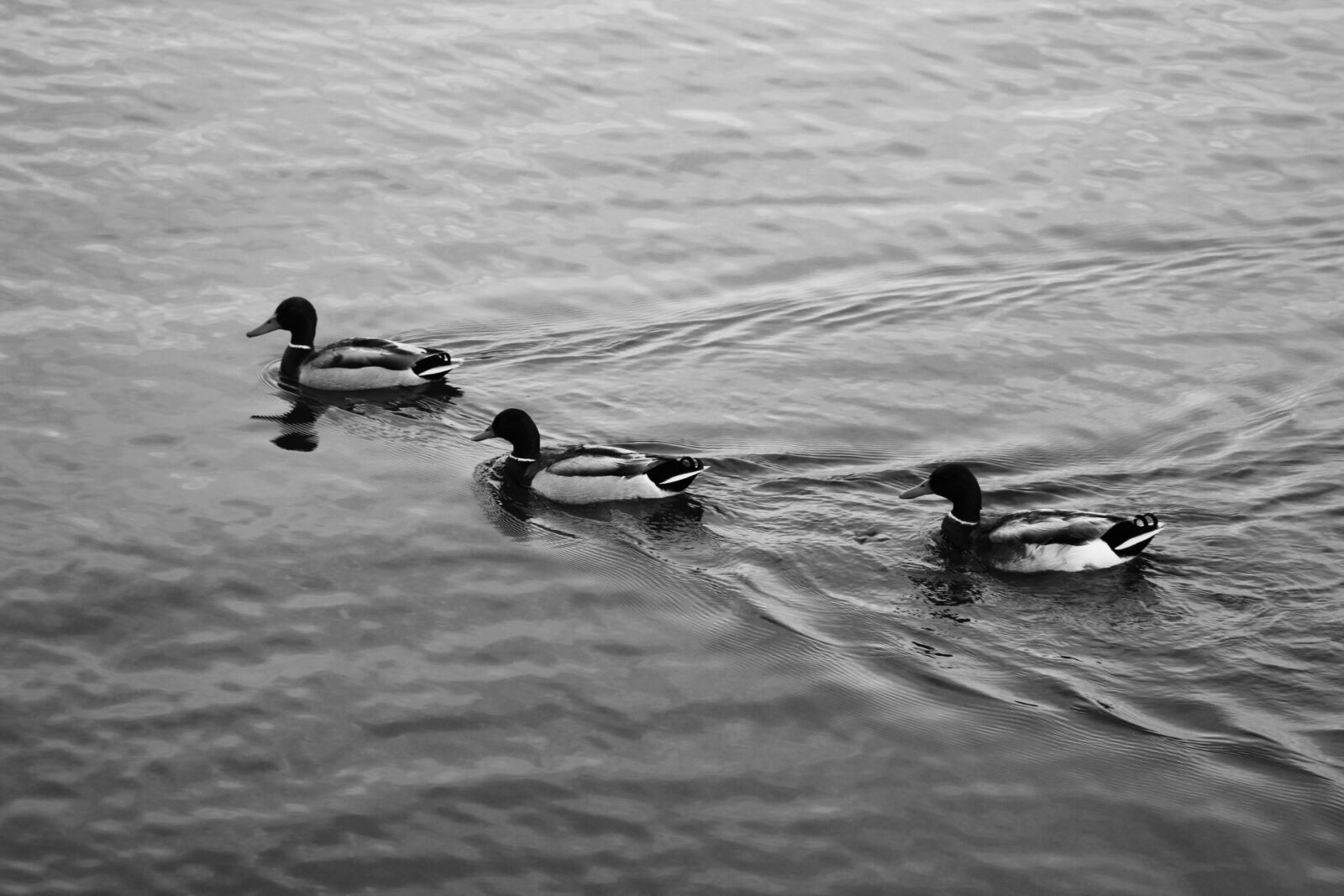 Canon EF 75-300mm f/4-5.6 sample photo. Duck photography
