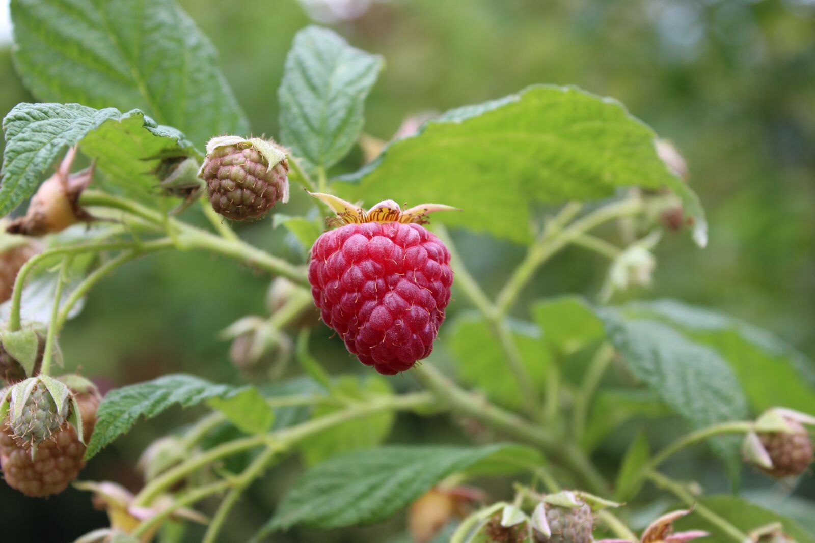 Canon EOS 1300D (EOS Rebel T6 / EOS Kiss X80) sample photo. Raspberry, fruit, food photography