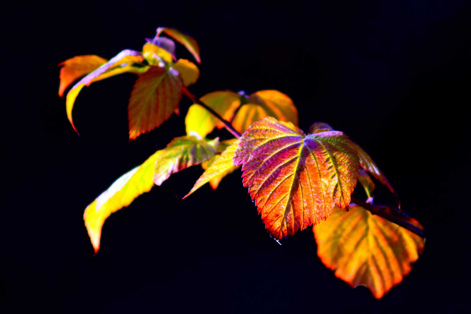 Nikon D3300 sample photo. Flora, macro, darkness, leaf photography